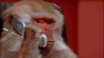monkey on a cellphone