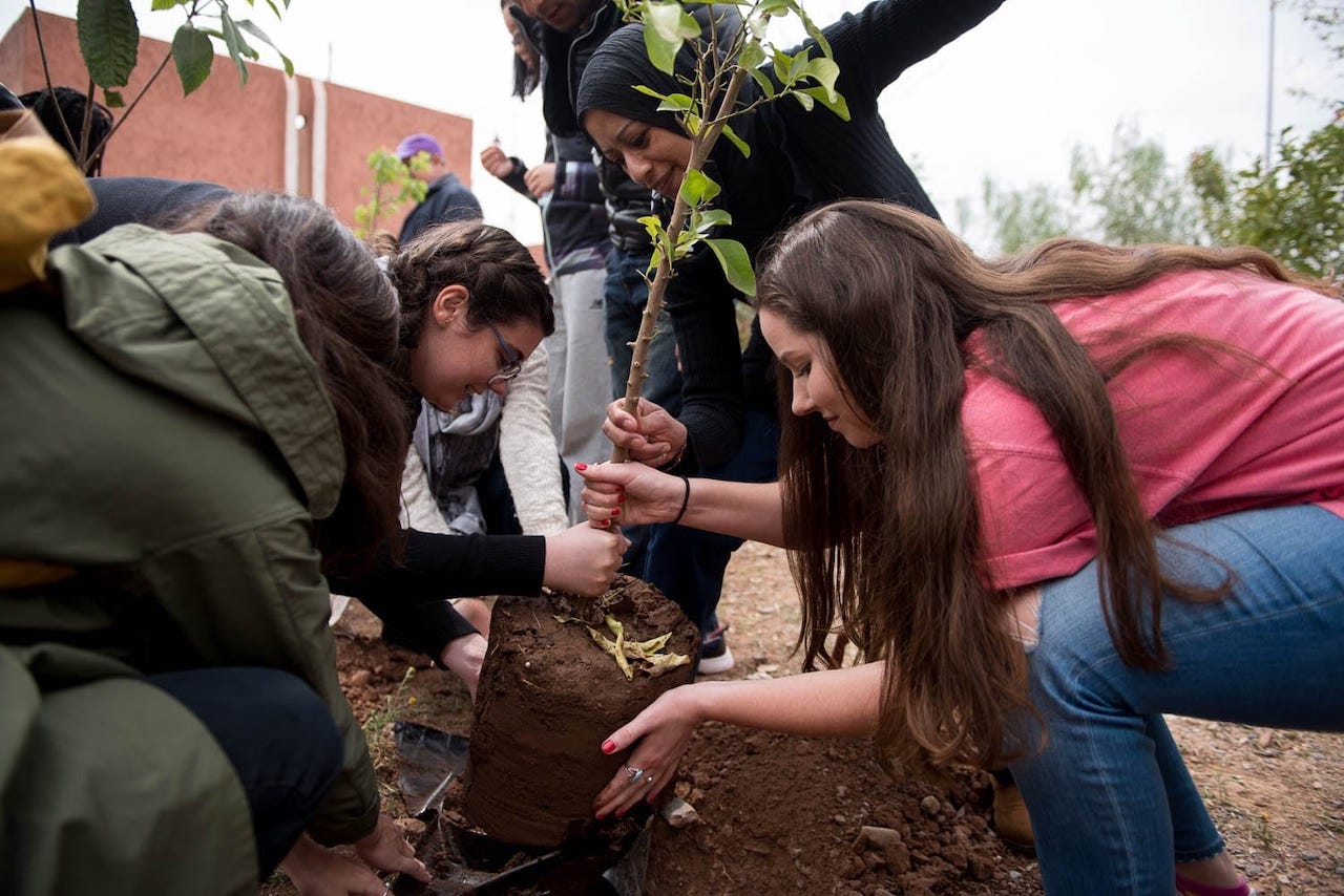 NYU student volunteers work together to plant a small tree in the community.