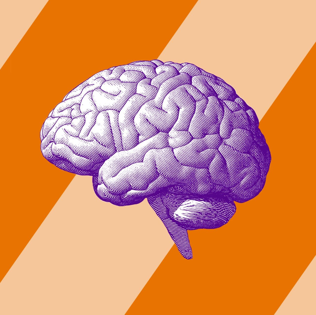 Photo of a human brain.