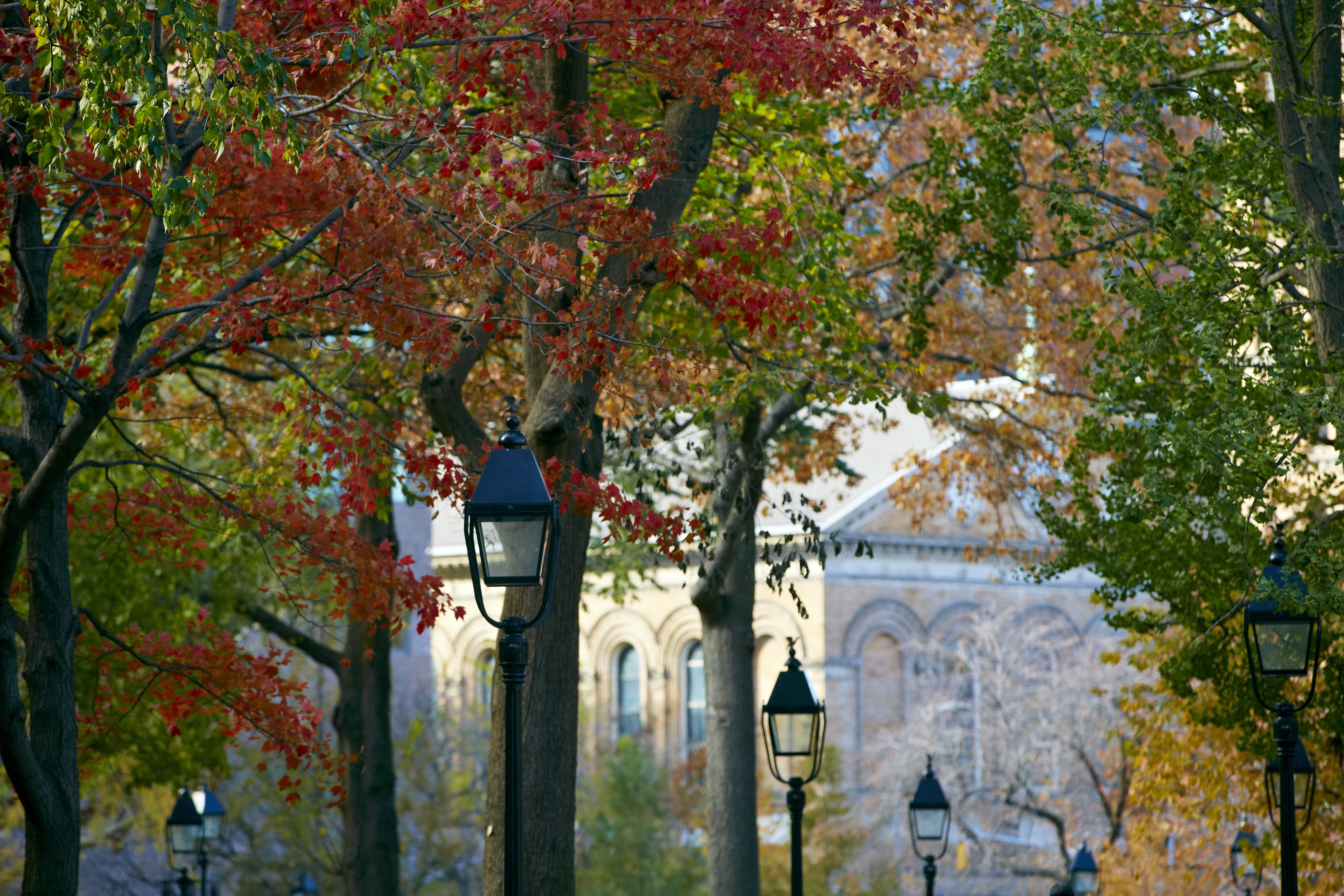 Fall foliage in Washington Square Park.