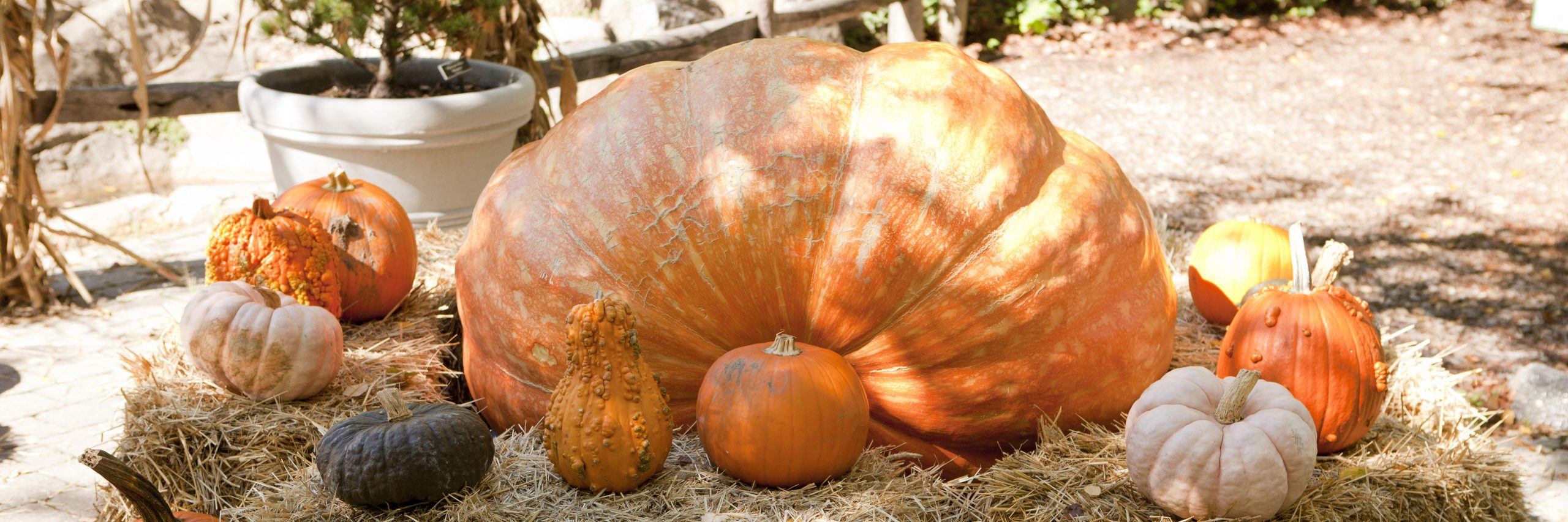 A giant pumpkin surrounded by smaller pumpkins and other gourds.