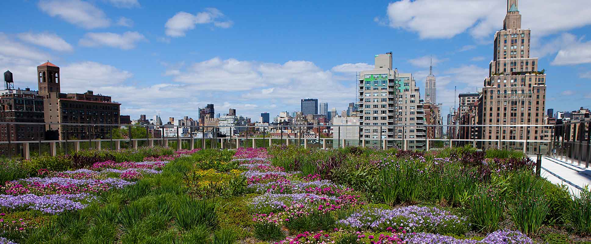 A green roof in New York City.