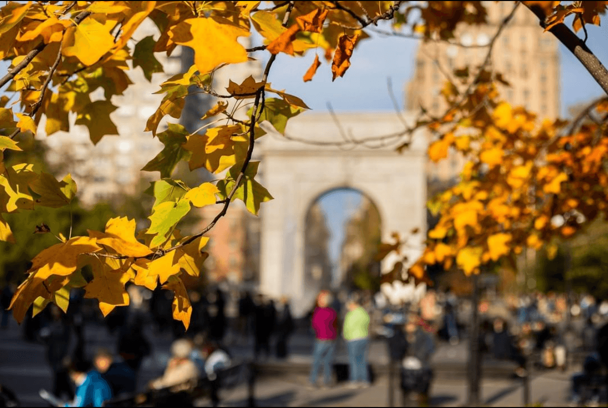 Autumn foliage in Washington Square Park.