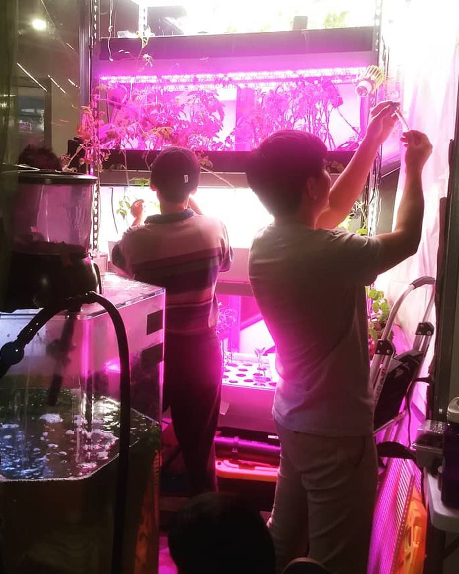 Students working on tending to vertical farm, they are in a small room that is light up by strong pink light.