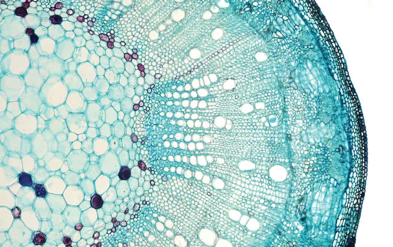 Microscopic view of a “Gossypium hirsutum” (upland cotton) stem.