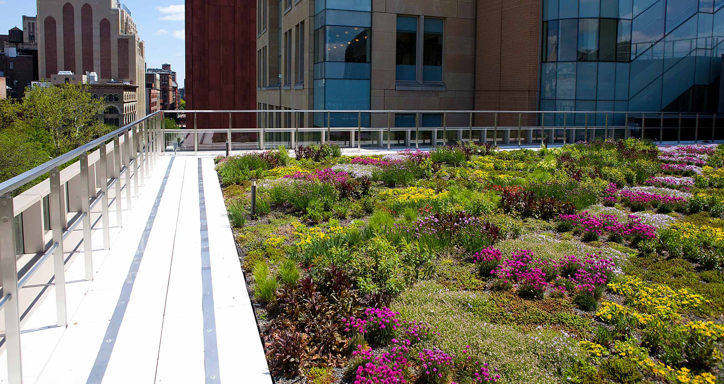 The Green Roof at GCASL is filled with lush green plants