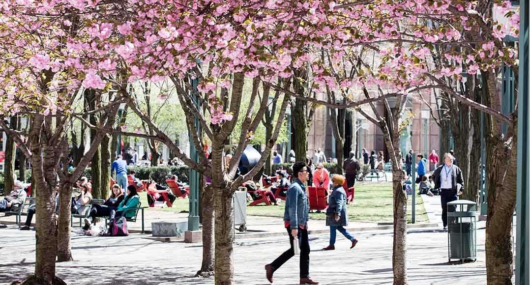 Students walk through MetroTech Commons with pink flower filled trees