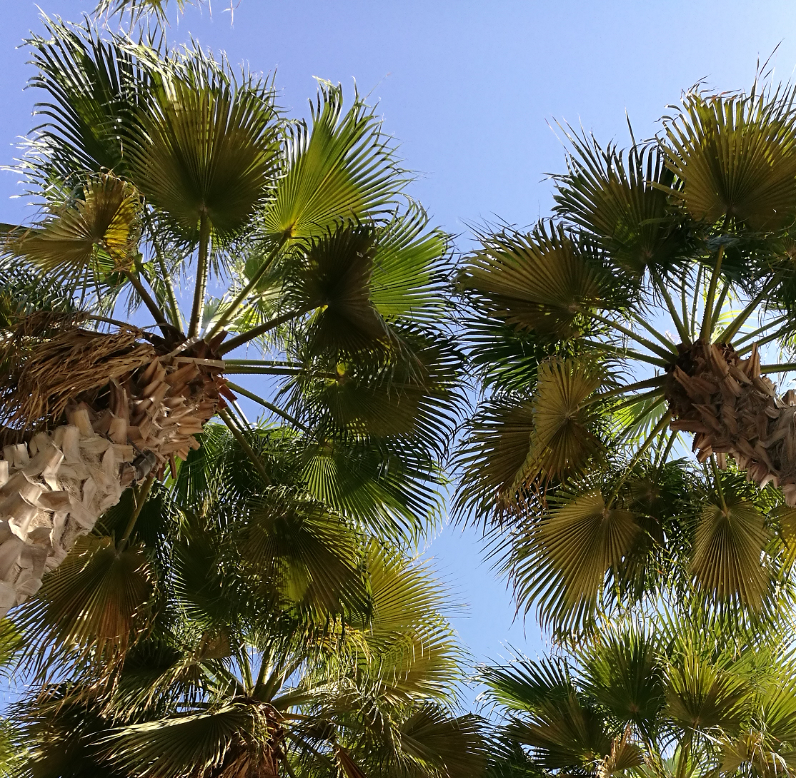 NYUAD palm trees