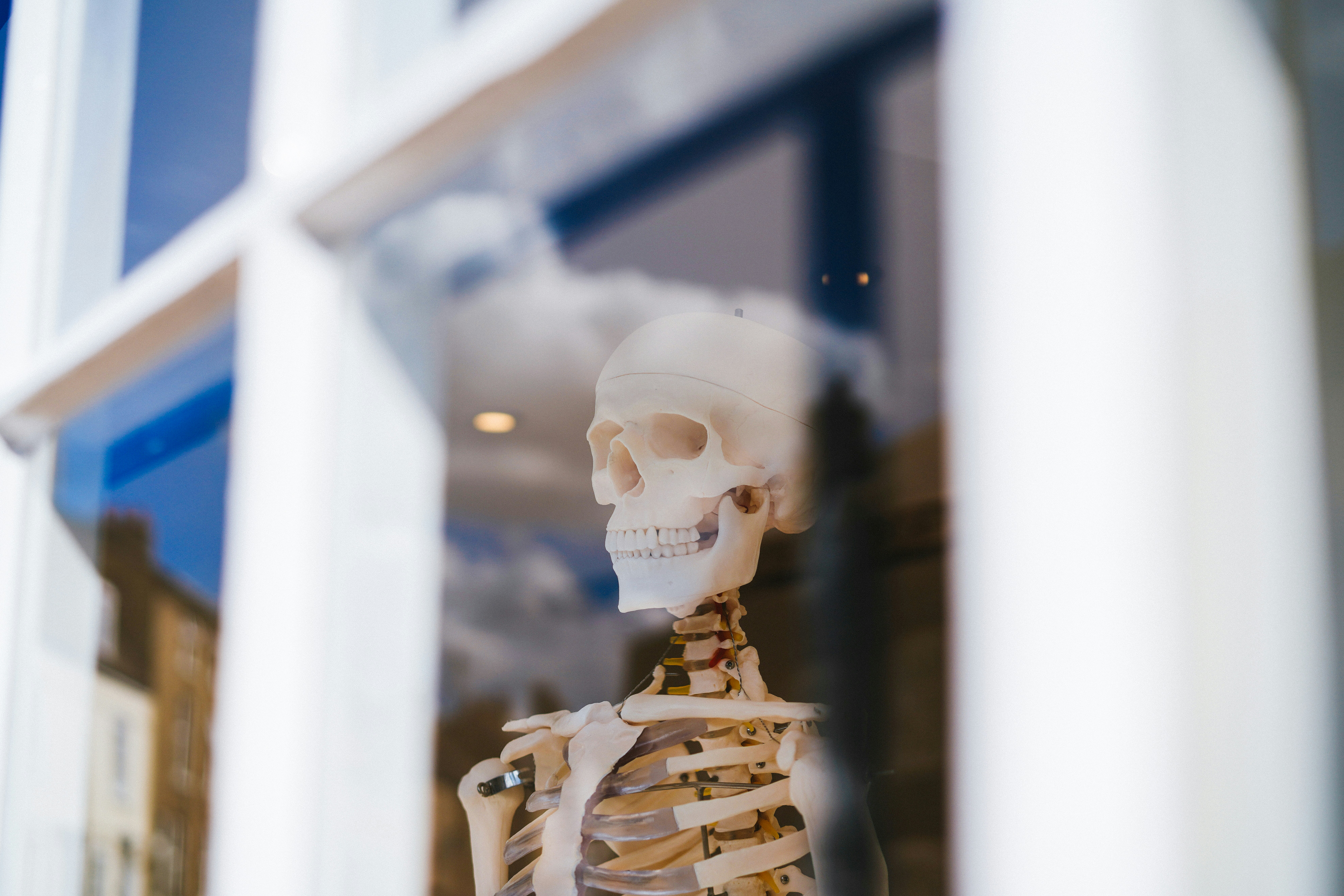 Close-up view of a model of the human skeleton.