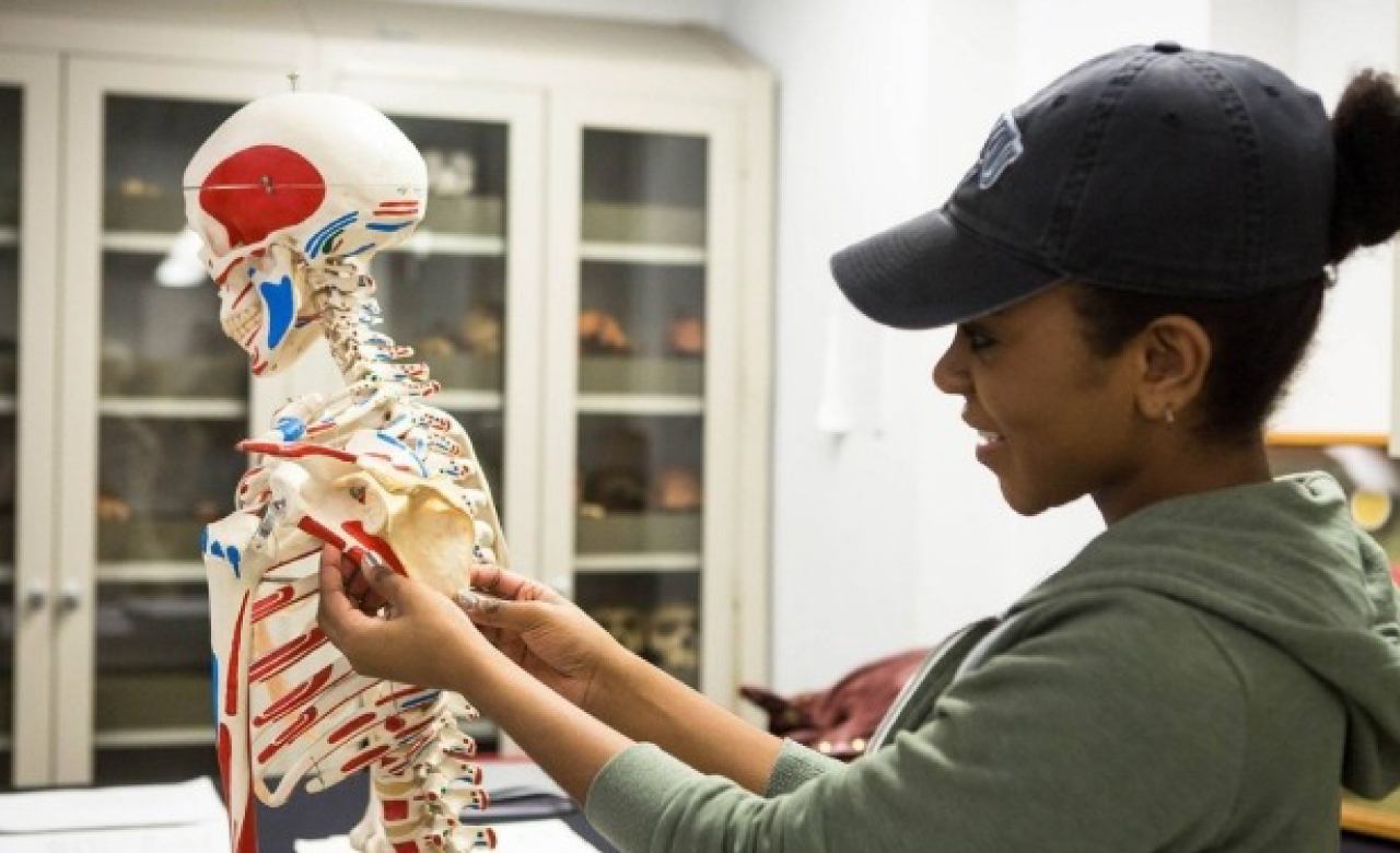 A student studying the human skeleton using a plastic model