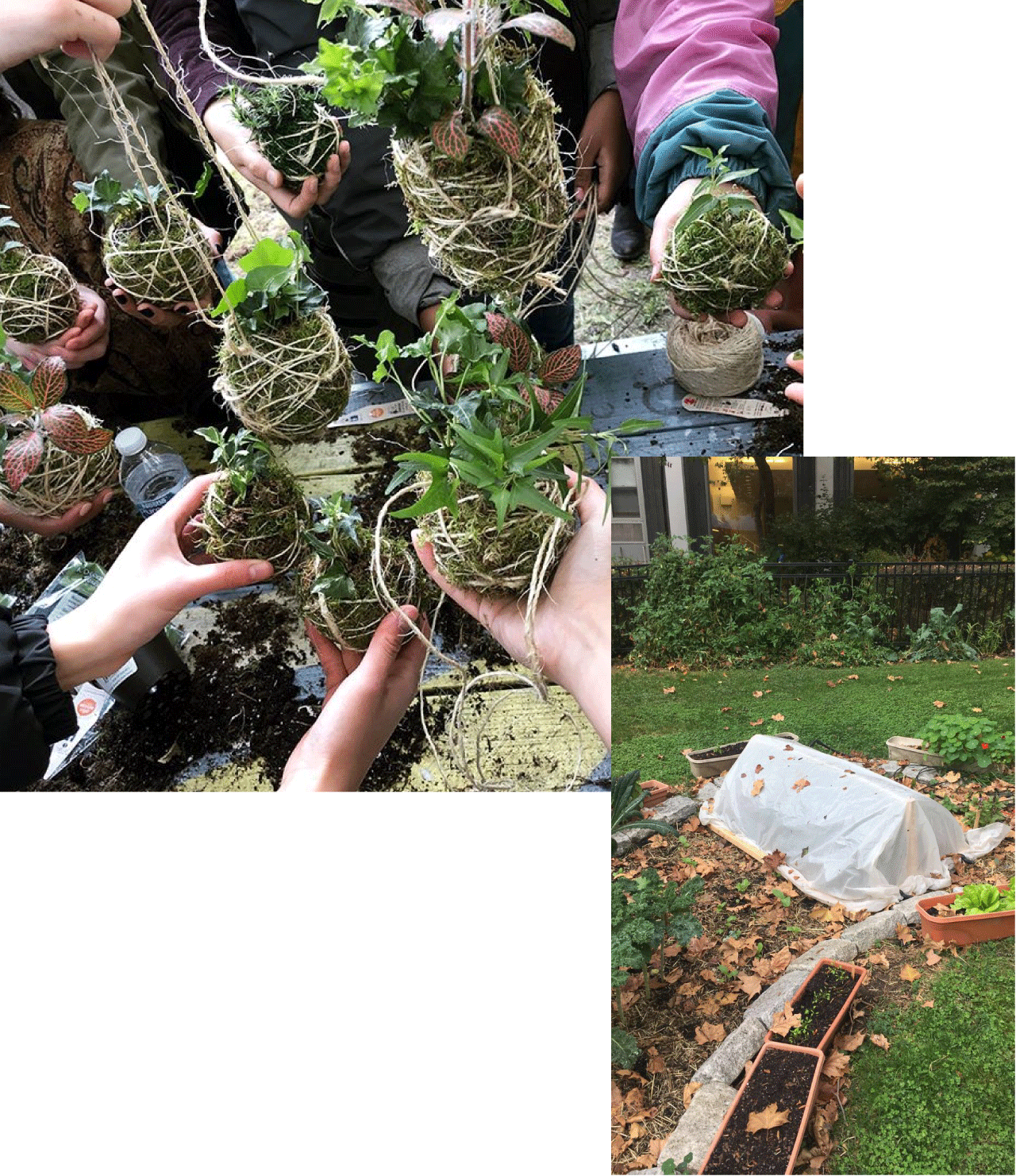 A collage: 1) Students holding their kokedamas, 2) A vegetable plan covered with a tarp in a small garden.