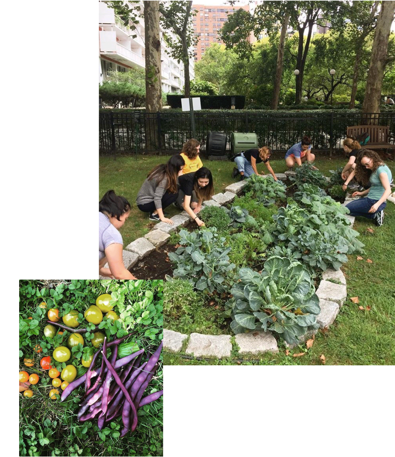 A collage: 1) Various vegetables, 2) Community Agriculture Club members working together in a small garden.