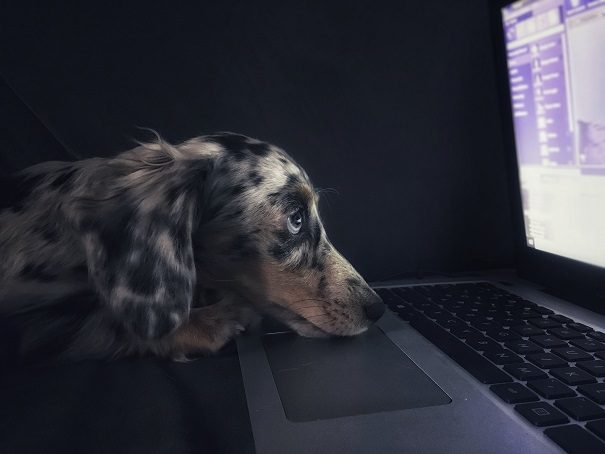Sausage dog looks at laptop