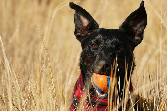 dog and his ball