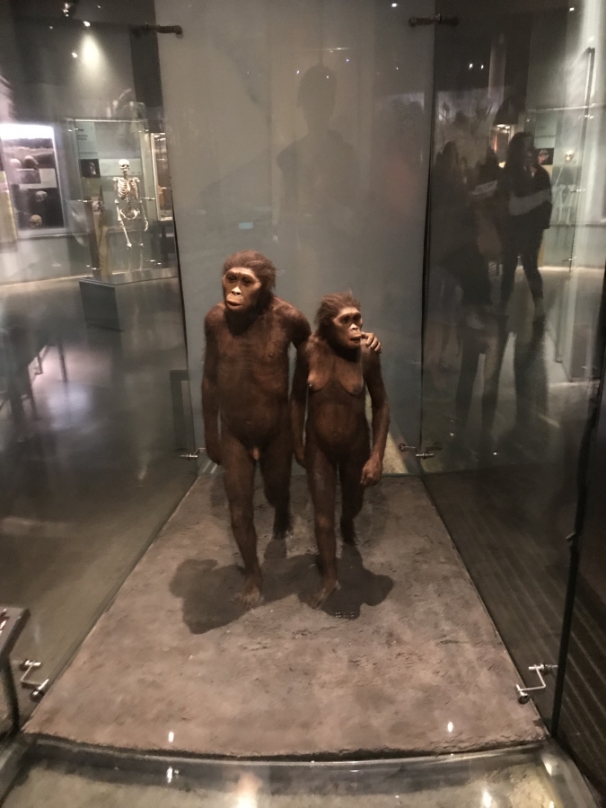 A hominid featured in the American Museum of Natural Historyʼs human origins hall.