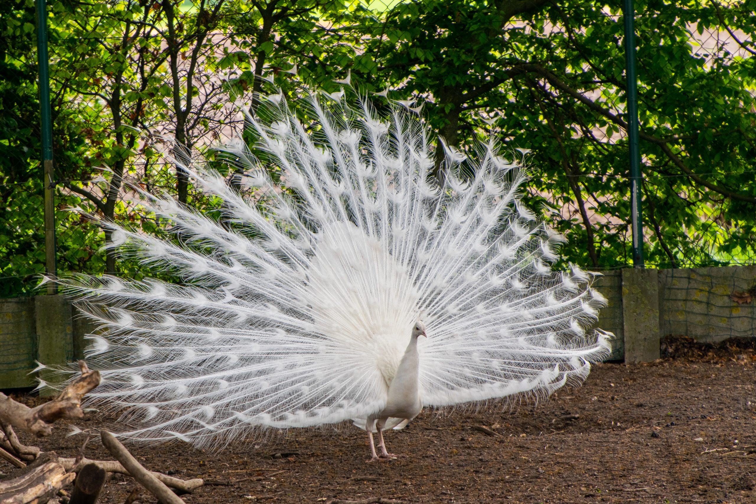 A white peacock.