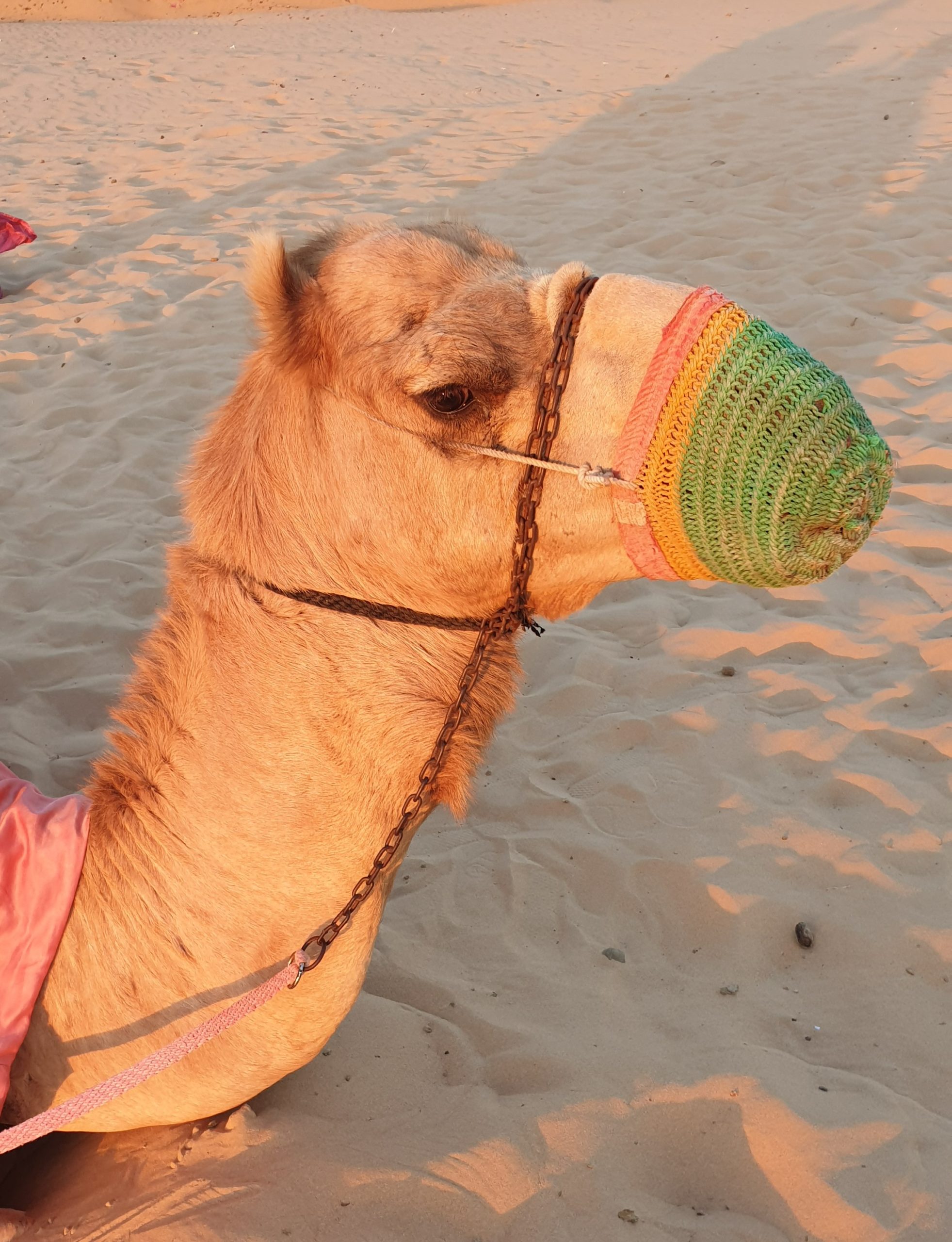 A camel in Abu Dhabi.