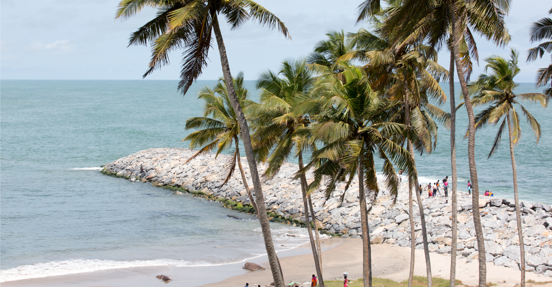 Palm trees lining the coast of a beach