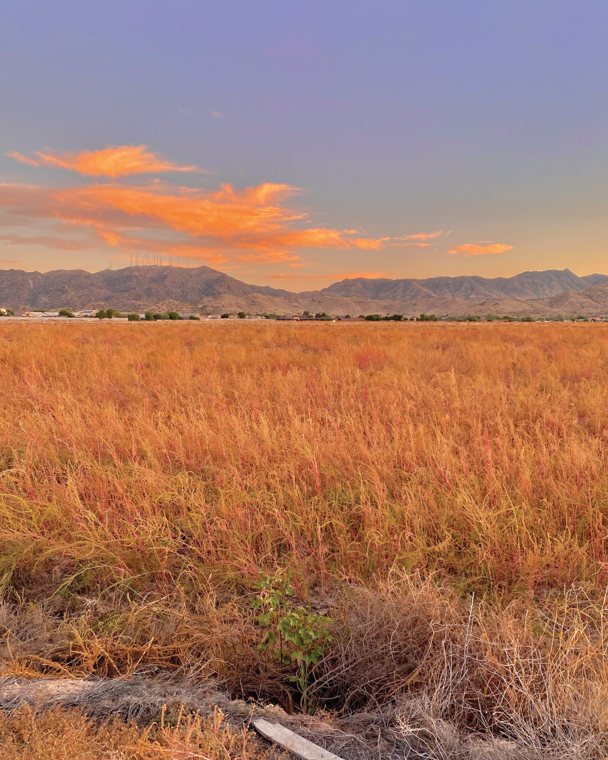 A field of grass and a mountain range in the background.