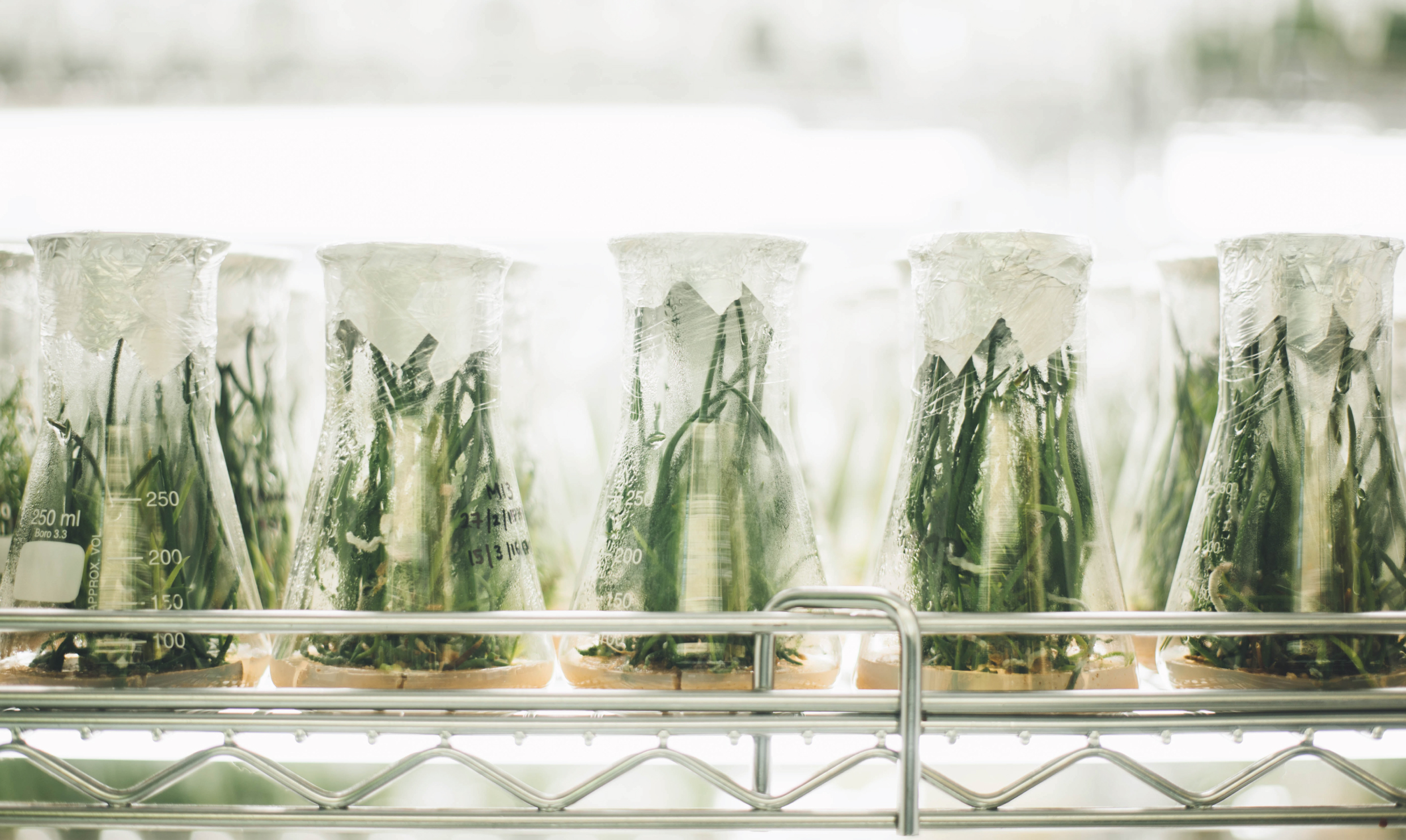 A row of beakers with plants in them.