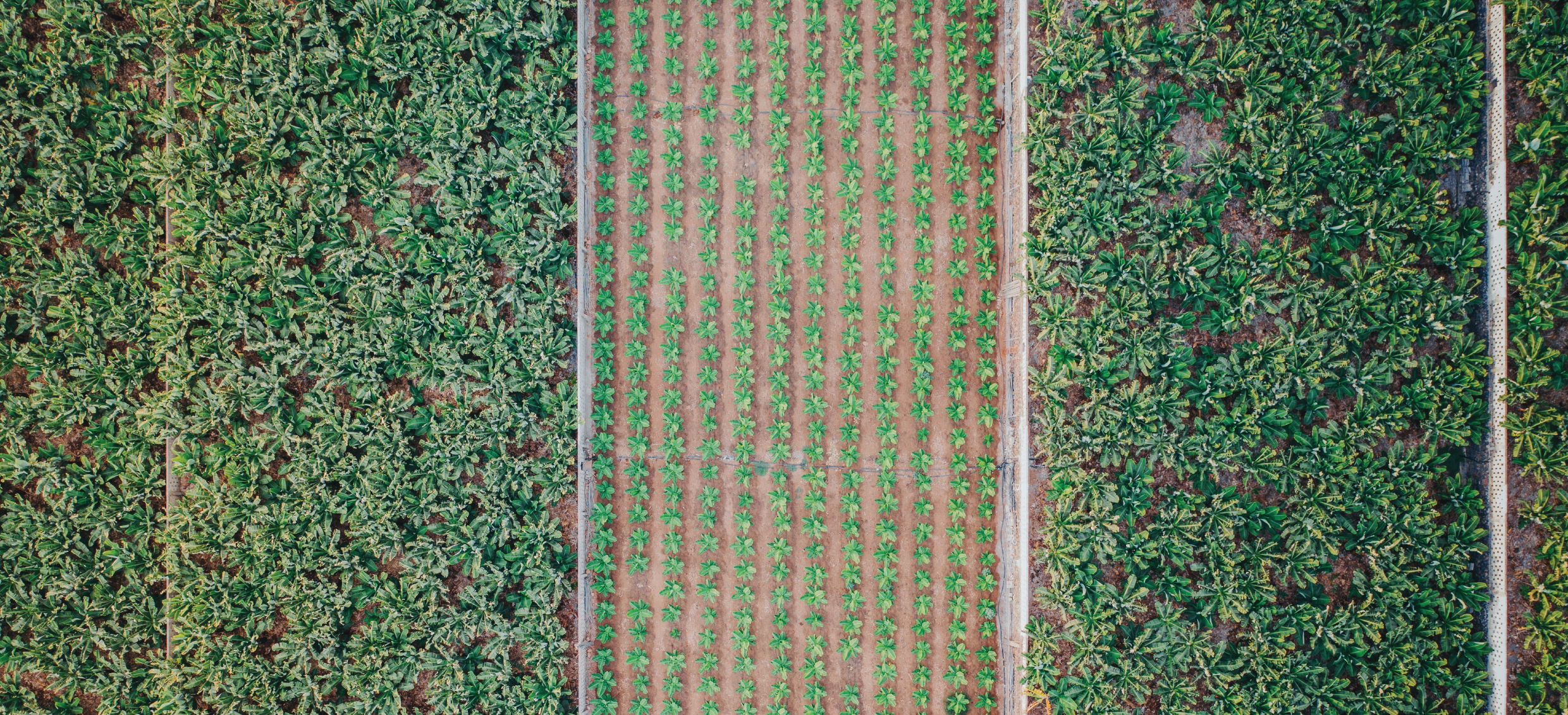 An overhead view rows of produce crop at a sustainable farm.