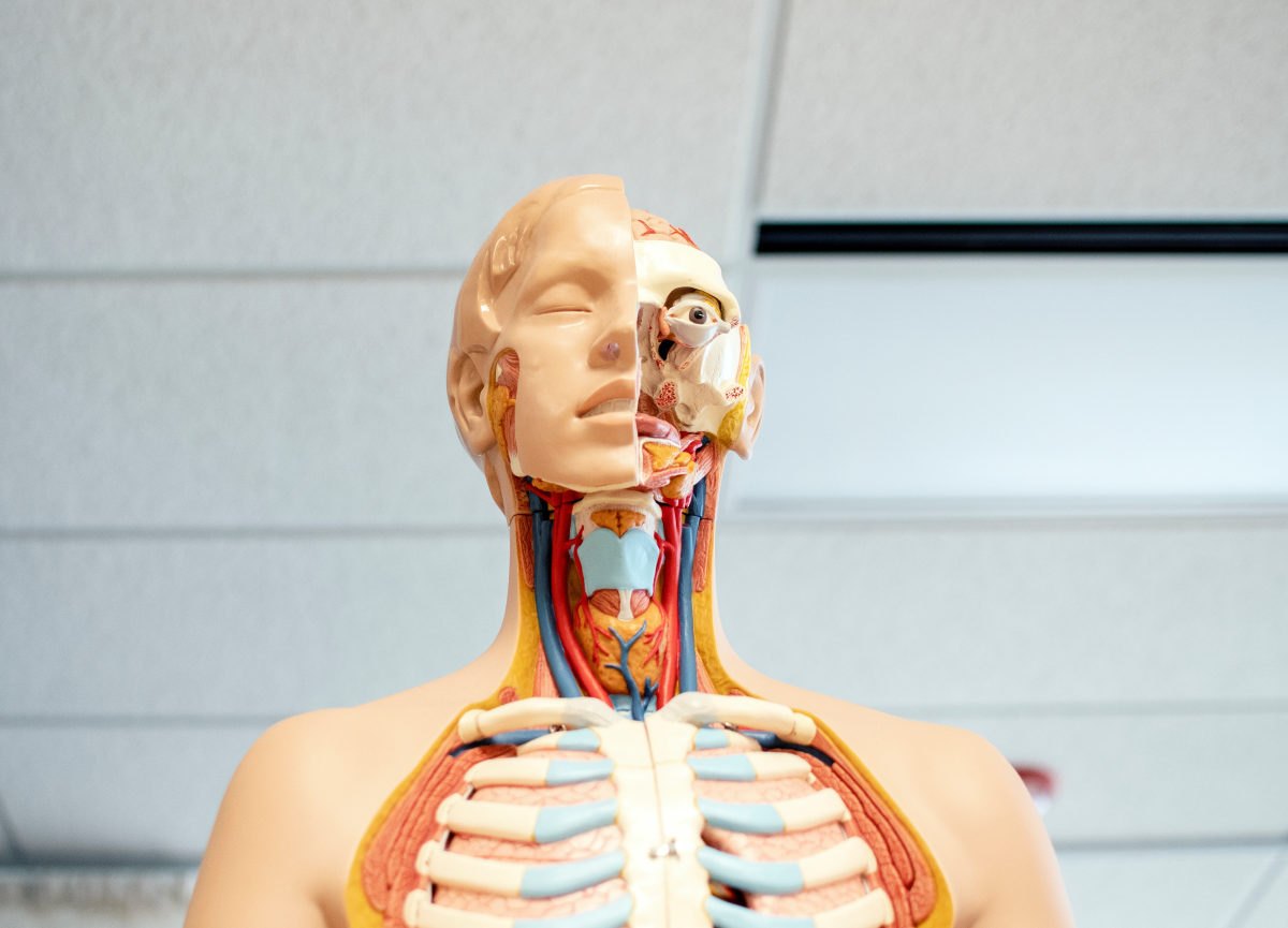 A plastic model of the human body showing bones and nerves