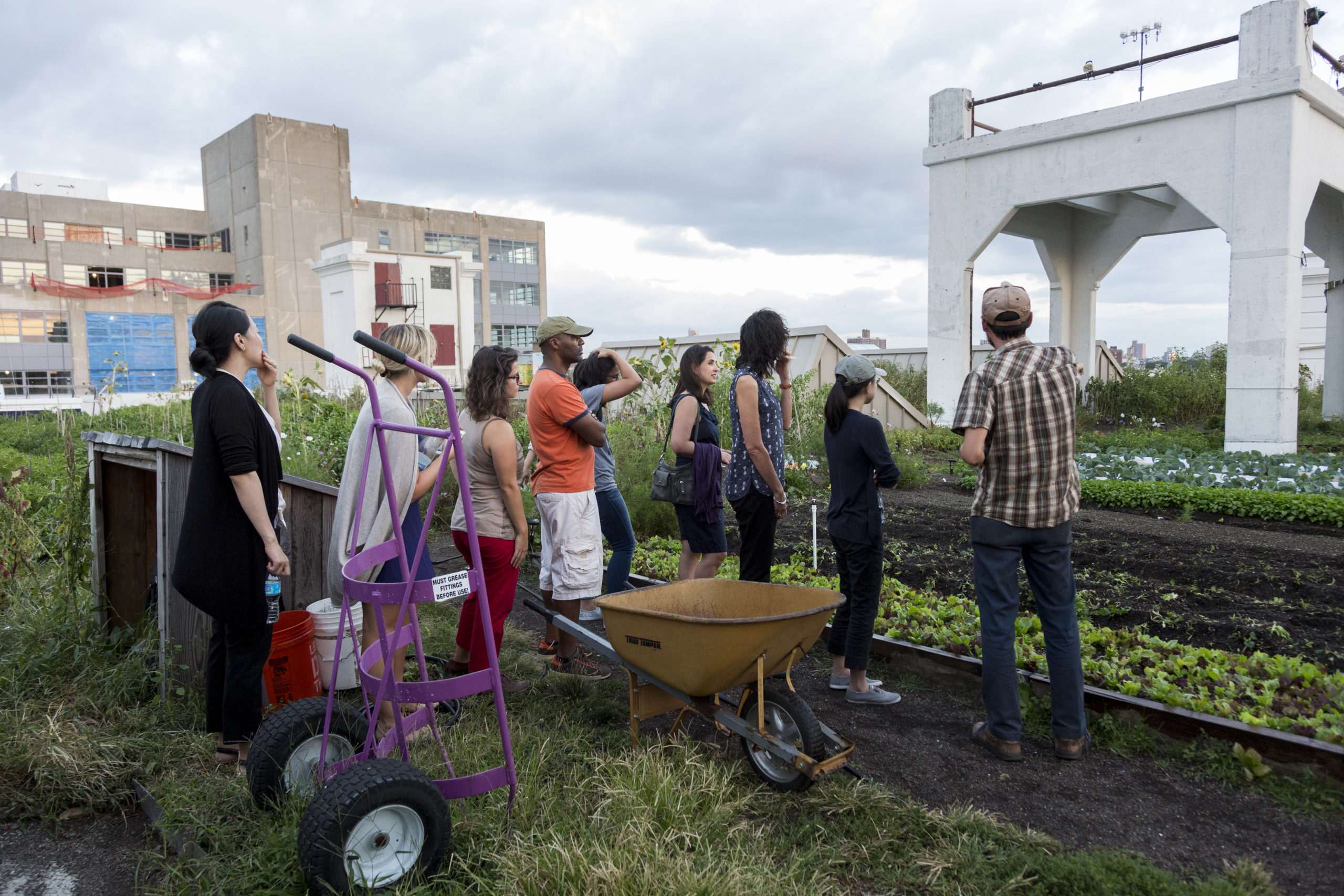 NYU College of Arts and Science students touring the Brooklyn Grange rooftop garden.