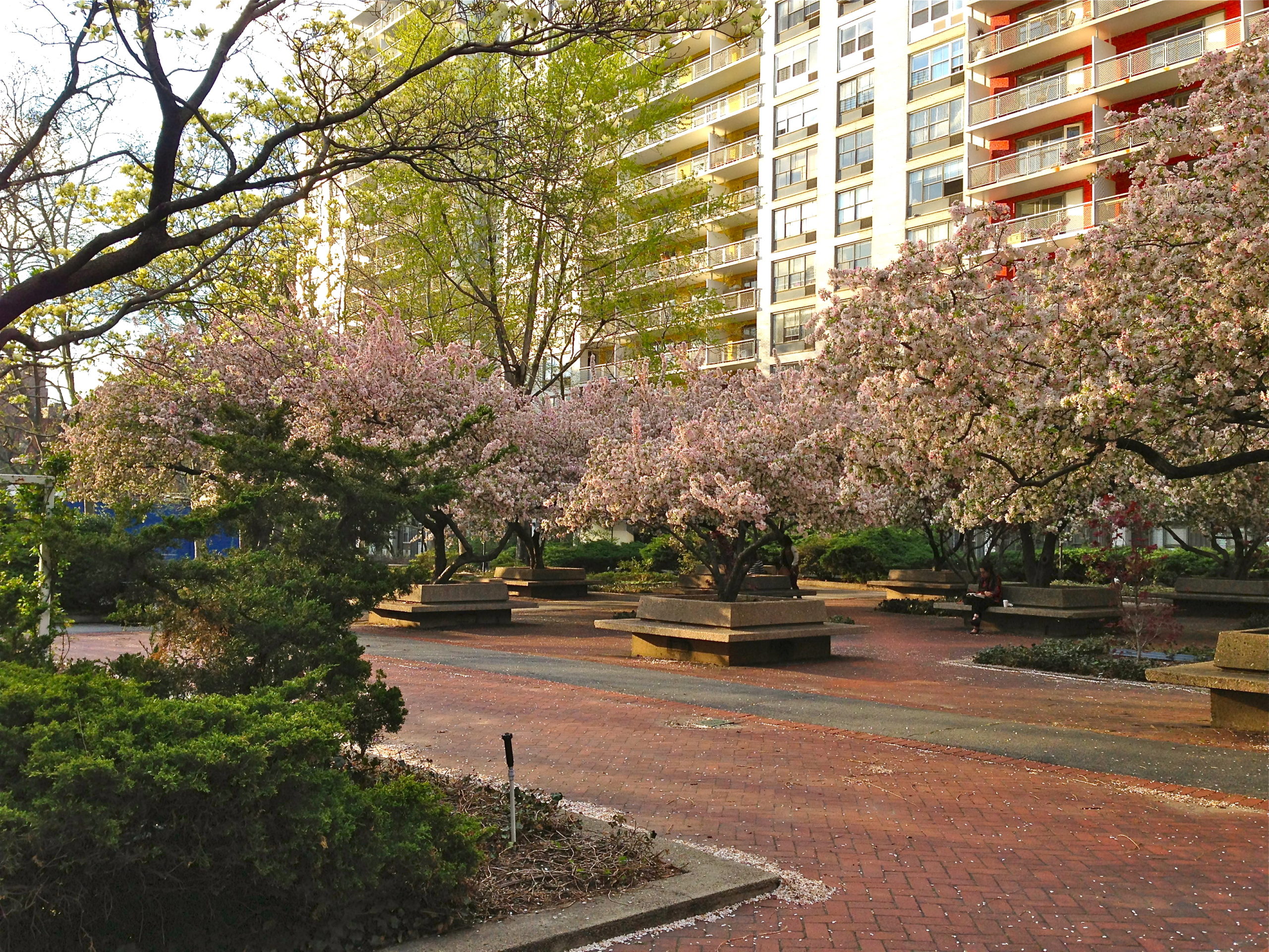 A view of the Sasaki Garden with cherry blossoms in the background.