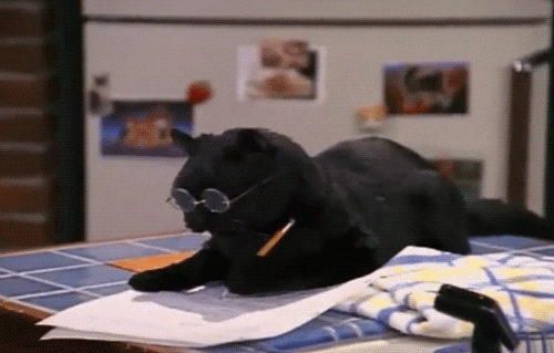 GIF of a black cat reading with glasses on its face.