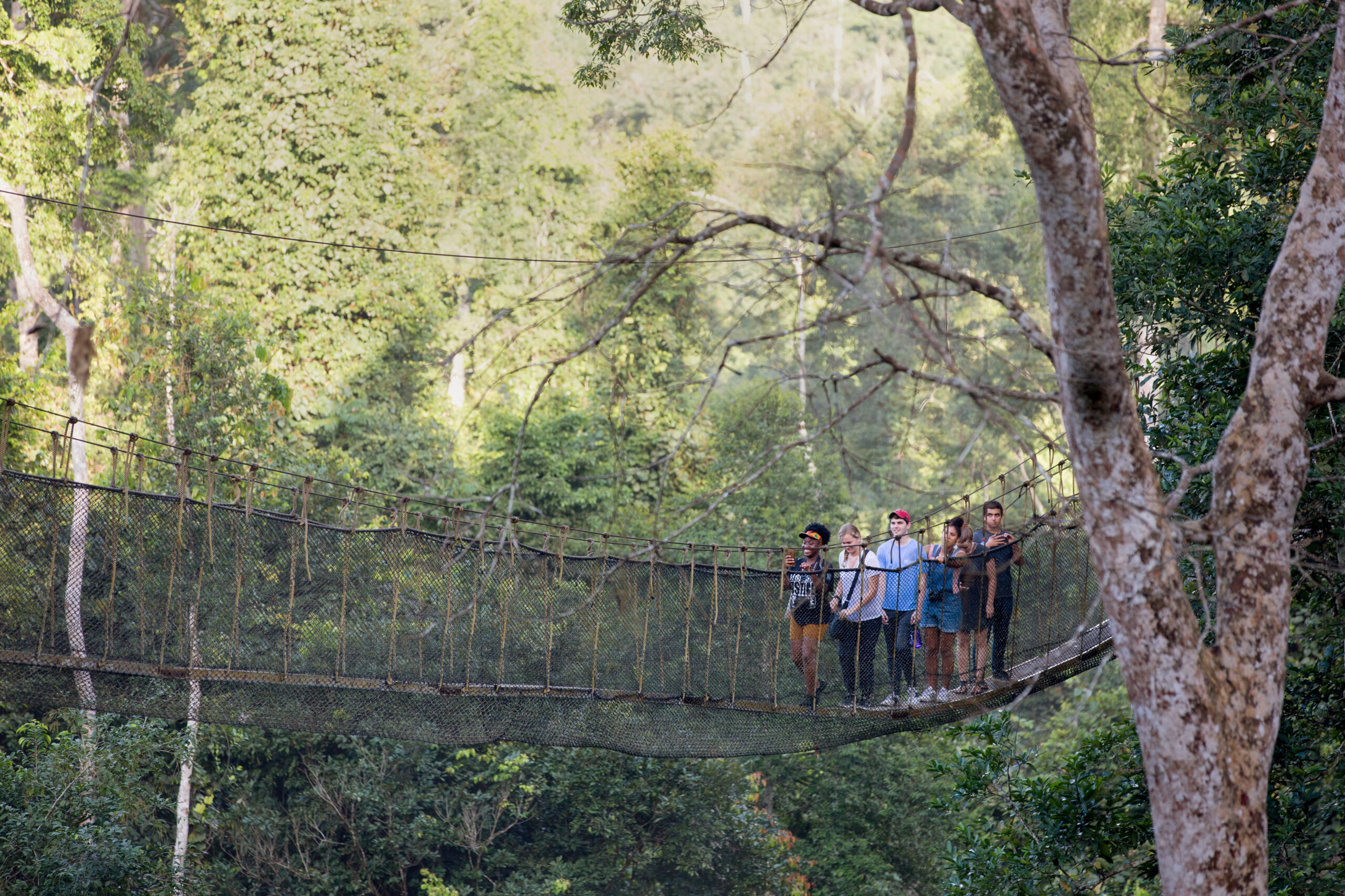 Students walking on a wooden bridge suspended between trees in the forest.