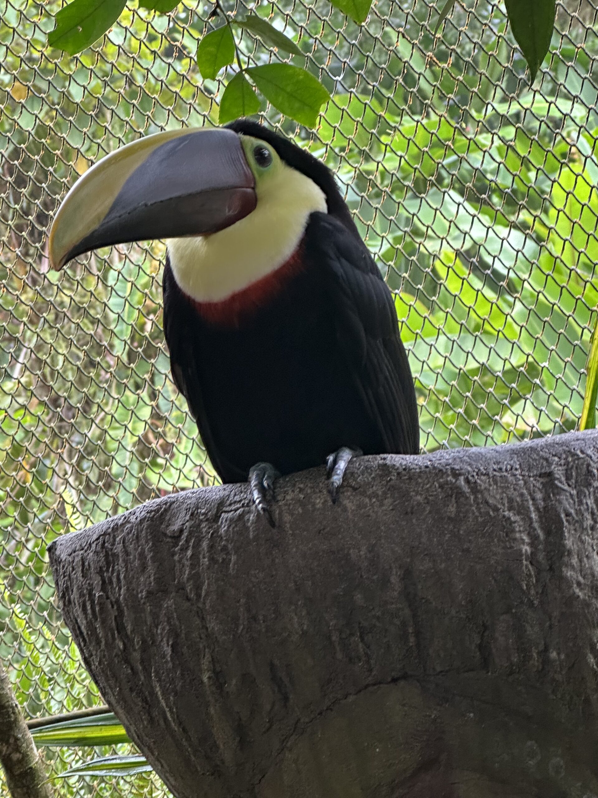 A toucan perching on a rock.