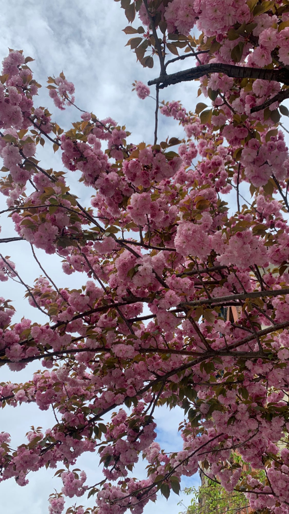 Pink flowers blossoming during the spring season in New York City.