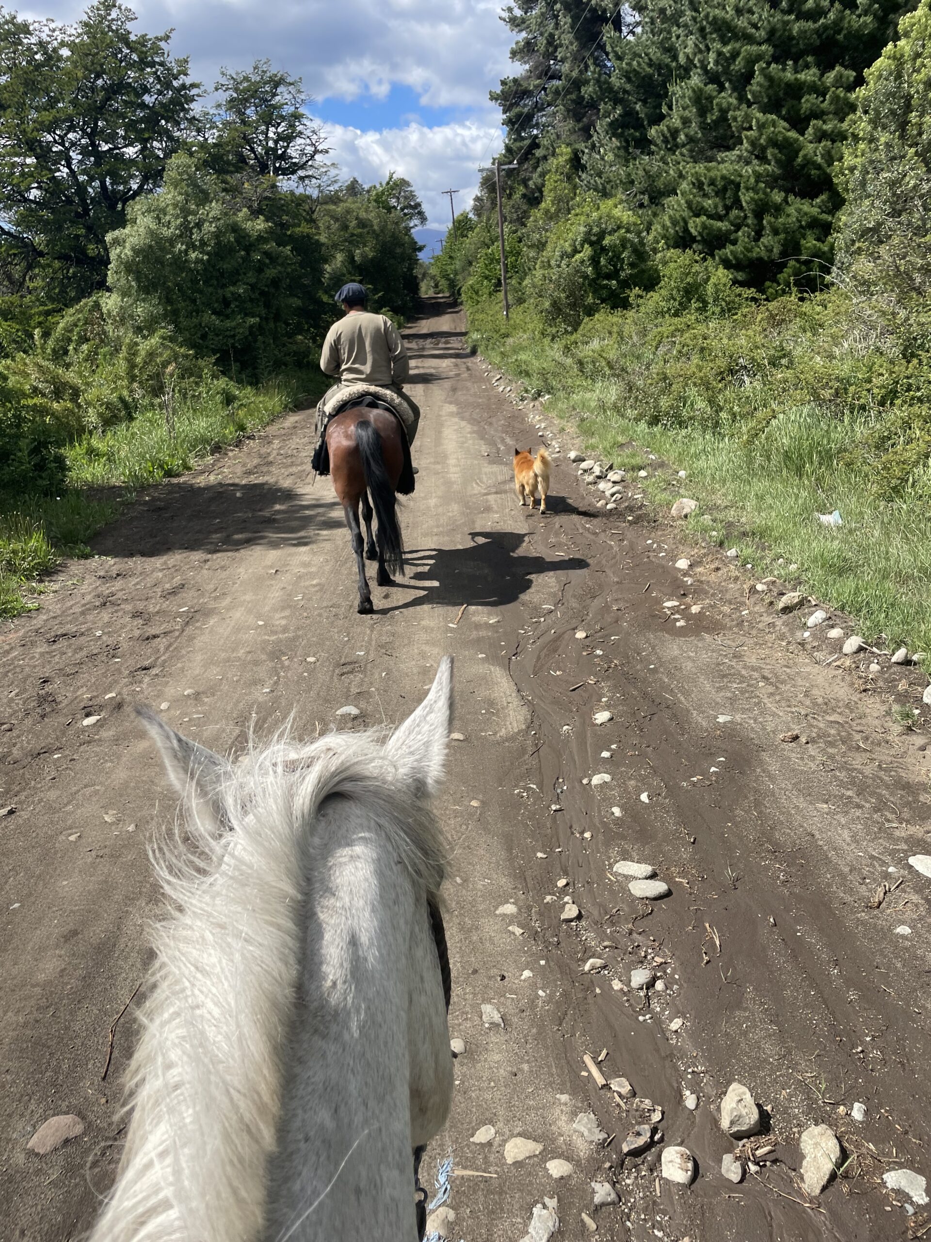 A white horse follows another brown horse and a dog down a trail.