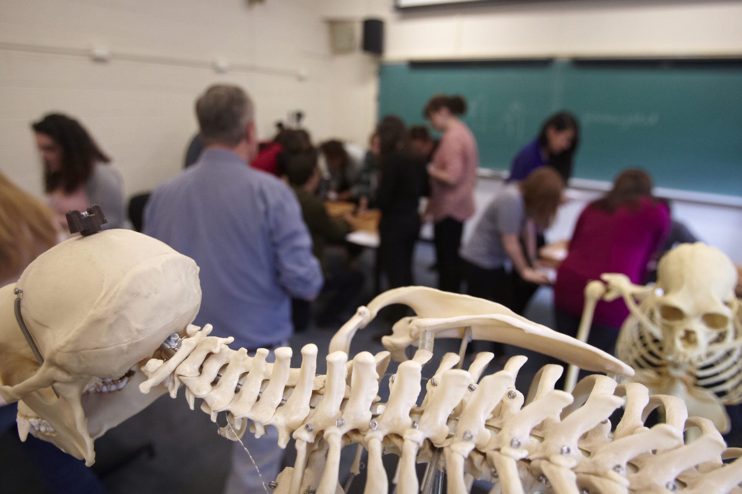 Two models of the human skeleton on display in a classroom.