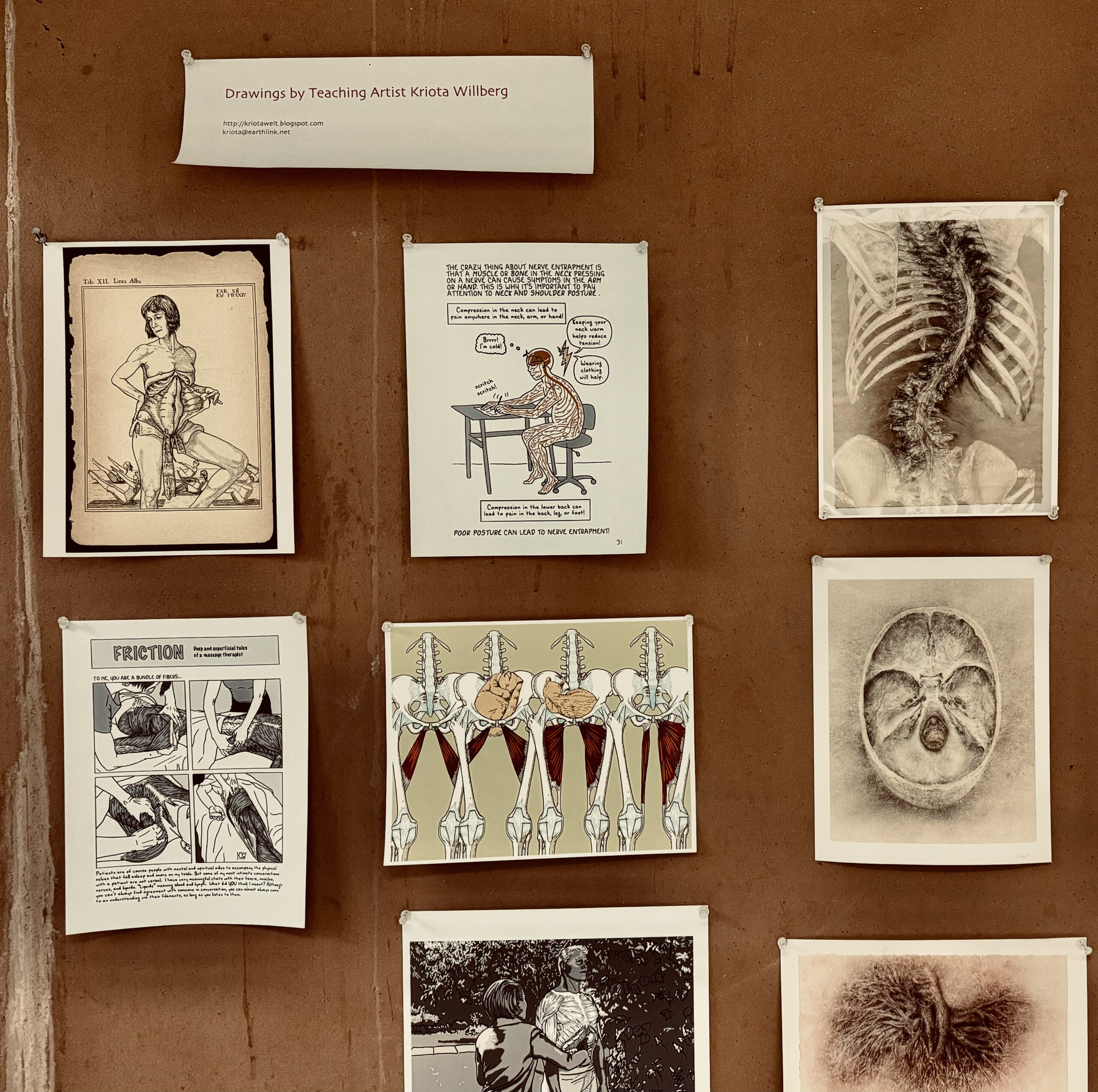 Drawings of human anatomy by teaching artist Kriota Willberg.