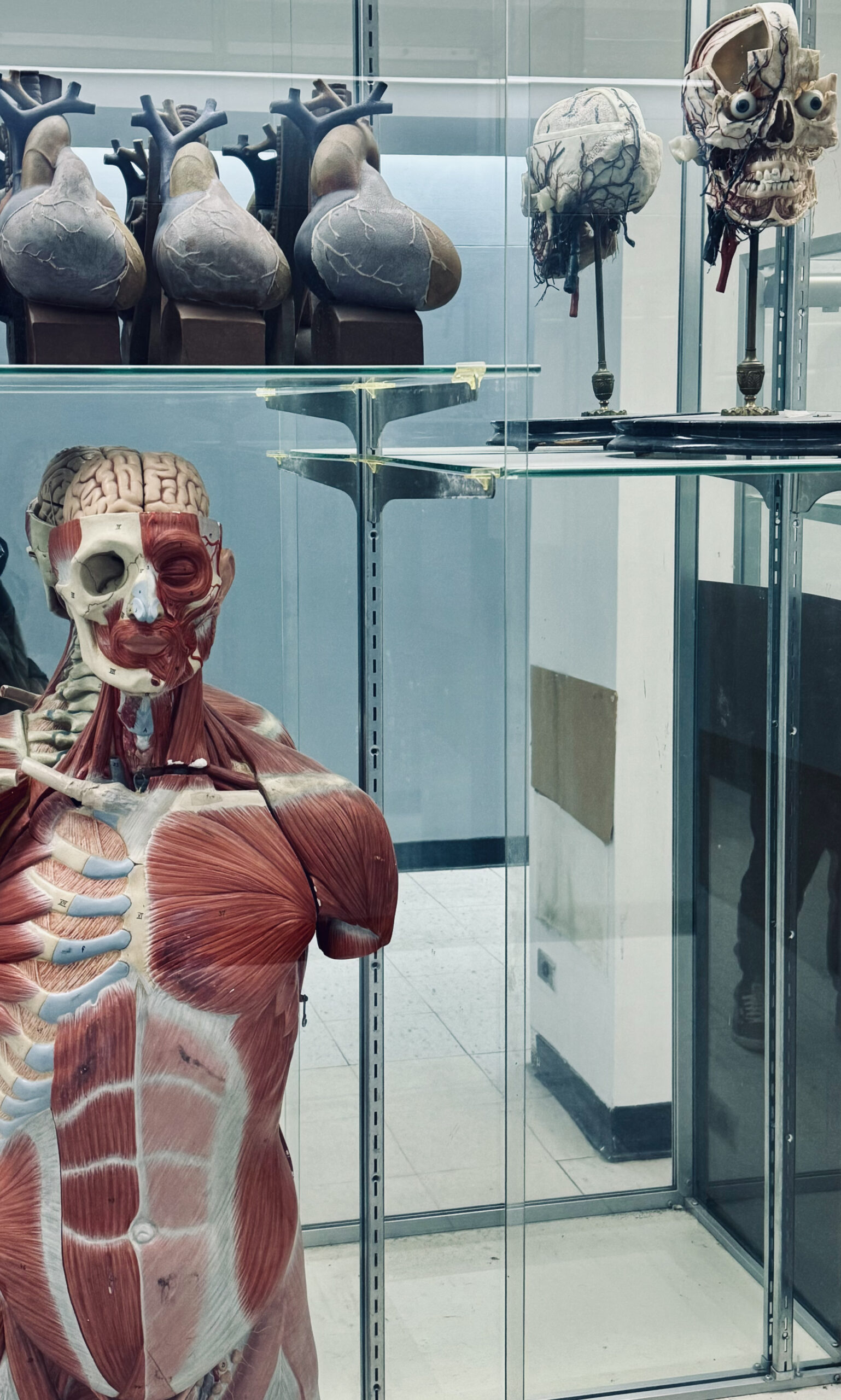 Models of the human anatomy in a science lab.
