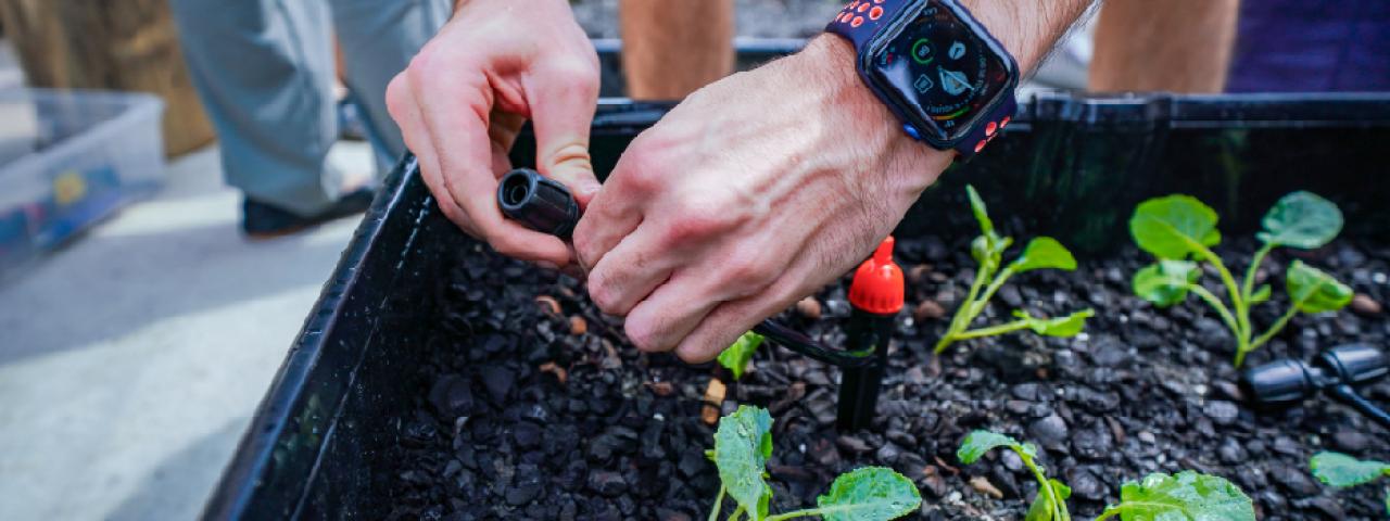 A close-up of a student's hands adjusting a drip irrigation system in a garden bed with seedlings.