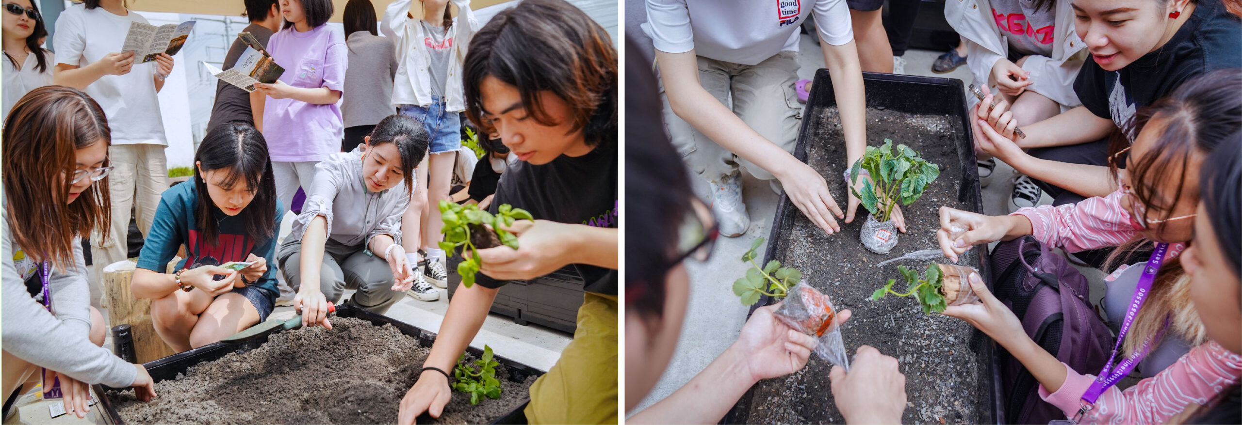 Left: A group of students is gathers around a garden bed, reading instructions and preparing to plant seedlings. Right: Students work together to plant and label seedlings in a garden bed.