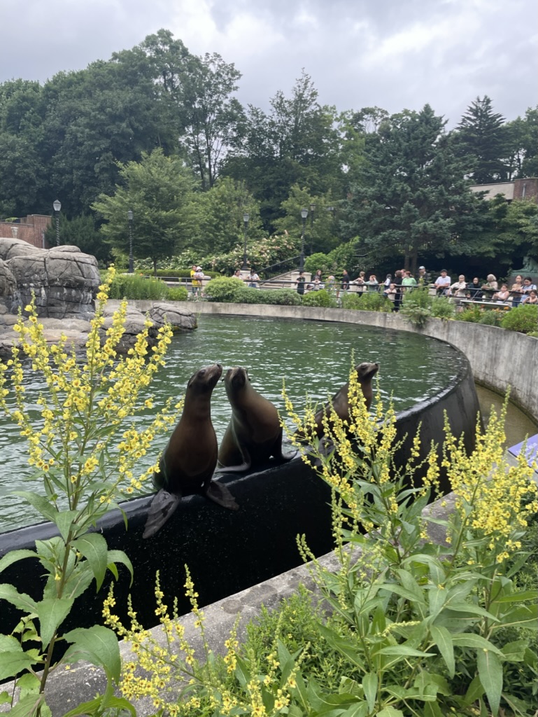 Two sea lions at Prospect Park Zoo