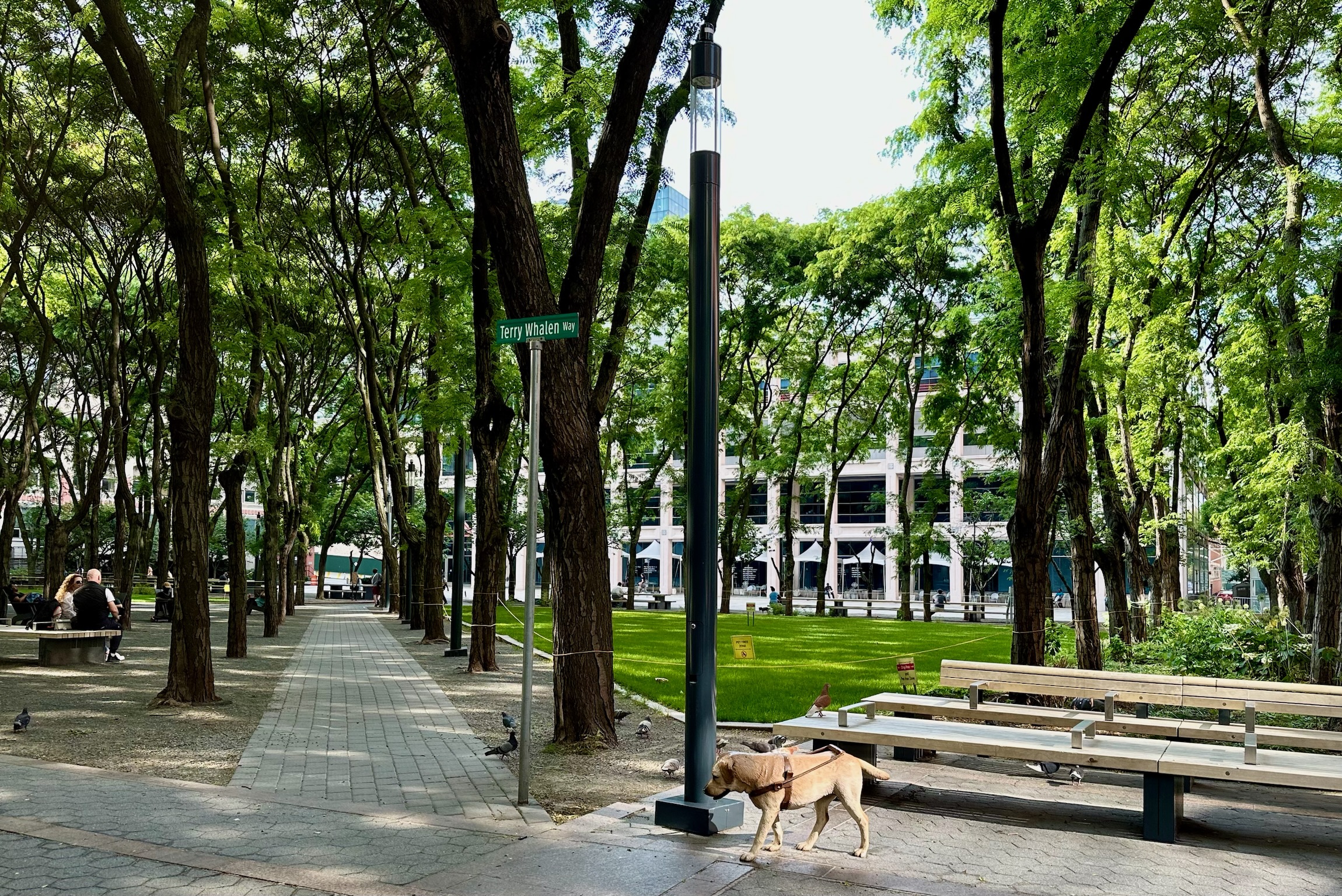 An image of tall green trees in the MetroTech Commons