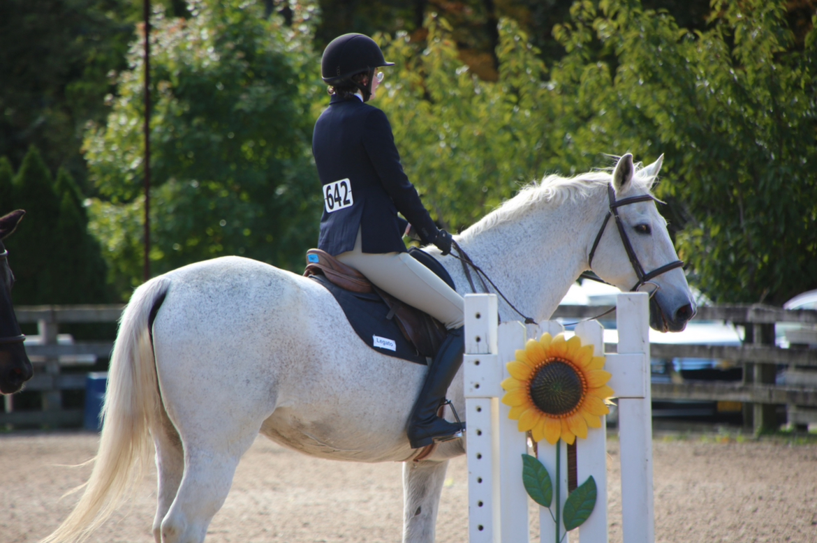 Rider on white horse behind a jump standard