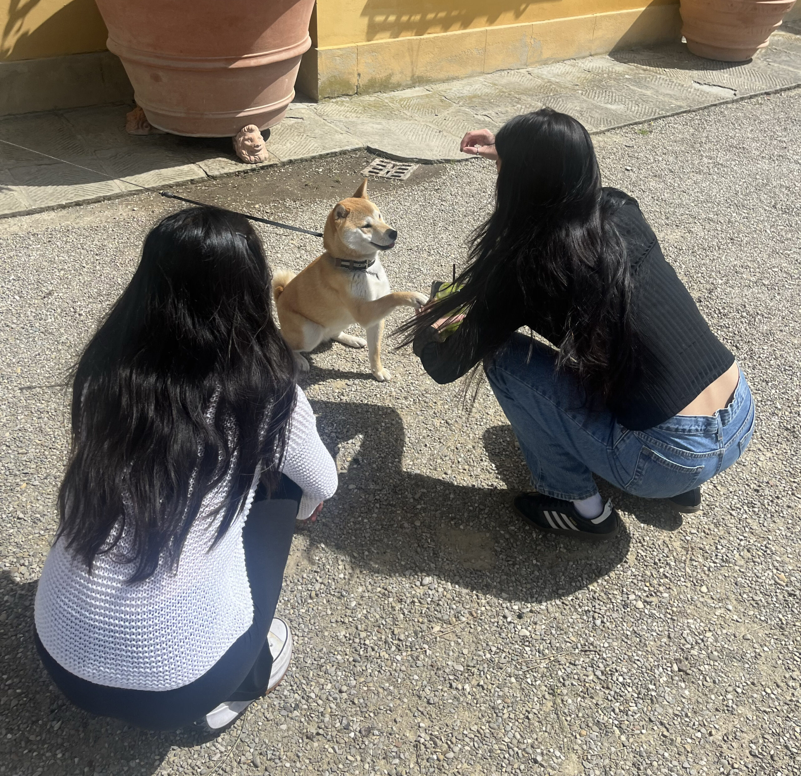 Angela Hong and Kathy Lin petting a dog on the street