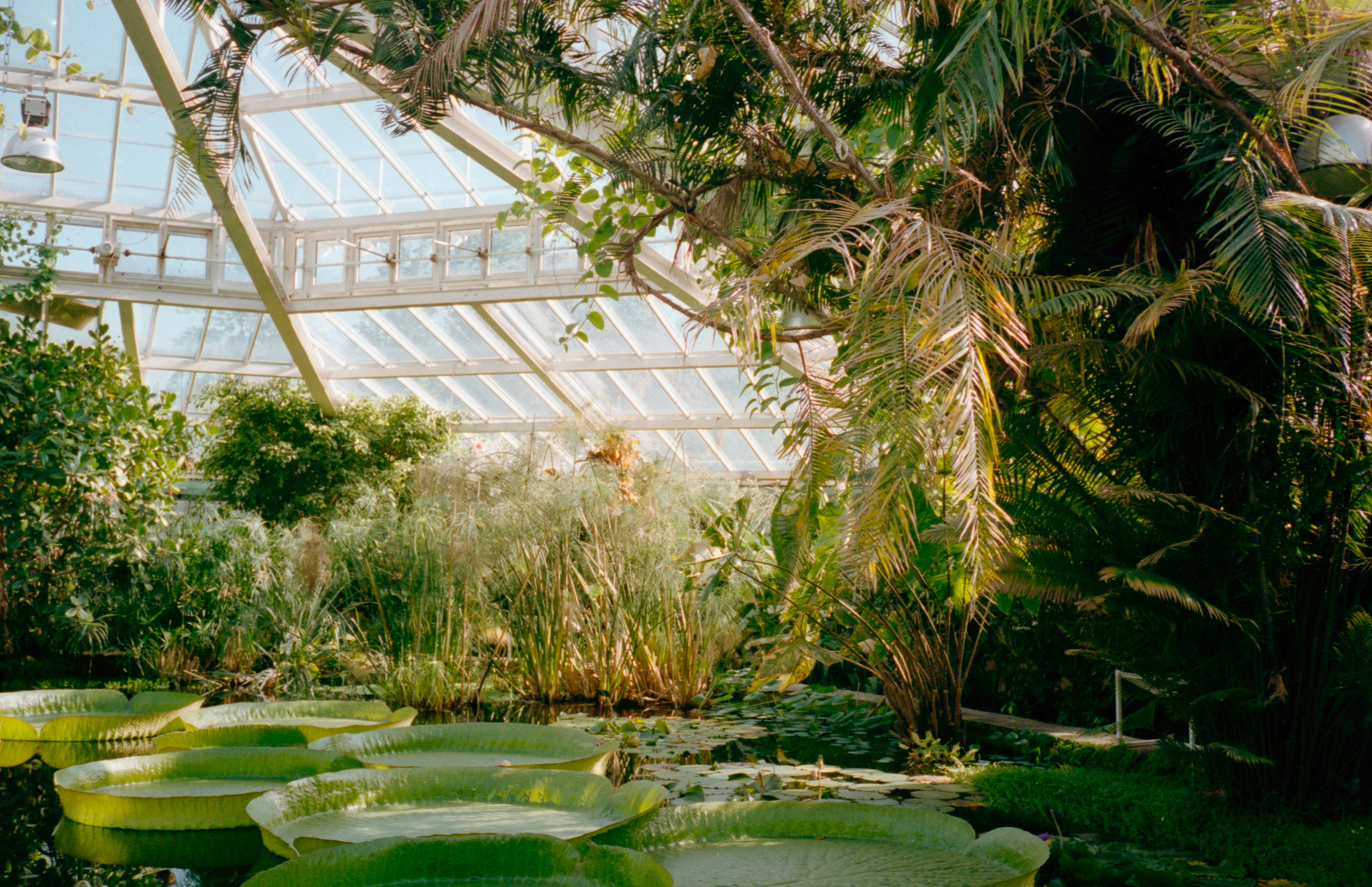 A greenhouse filled with plants and trees. Large water lilies float on the surface of a pond, surrounded by tropical foliage.