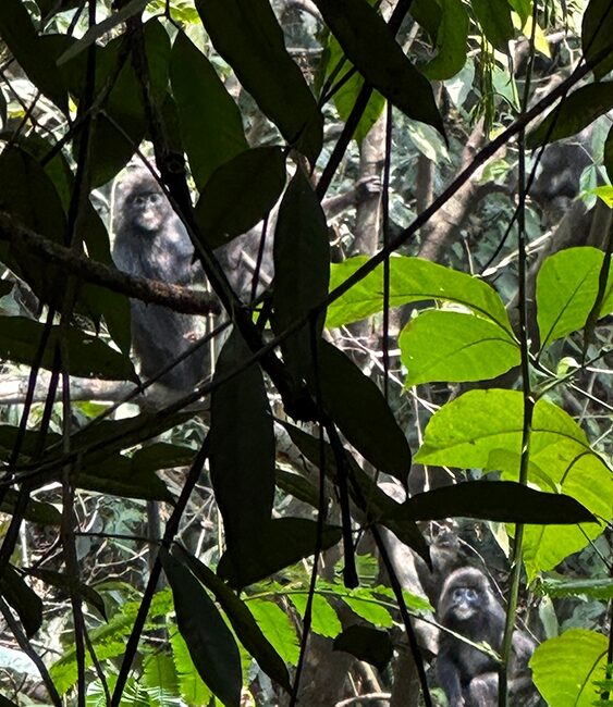 Two monkeys sit on branches, partially hidden among dense green leaves in a forest.