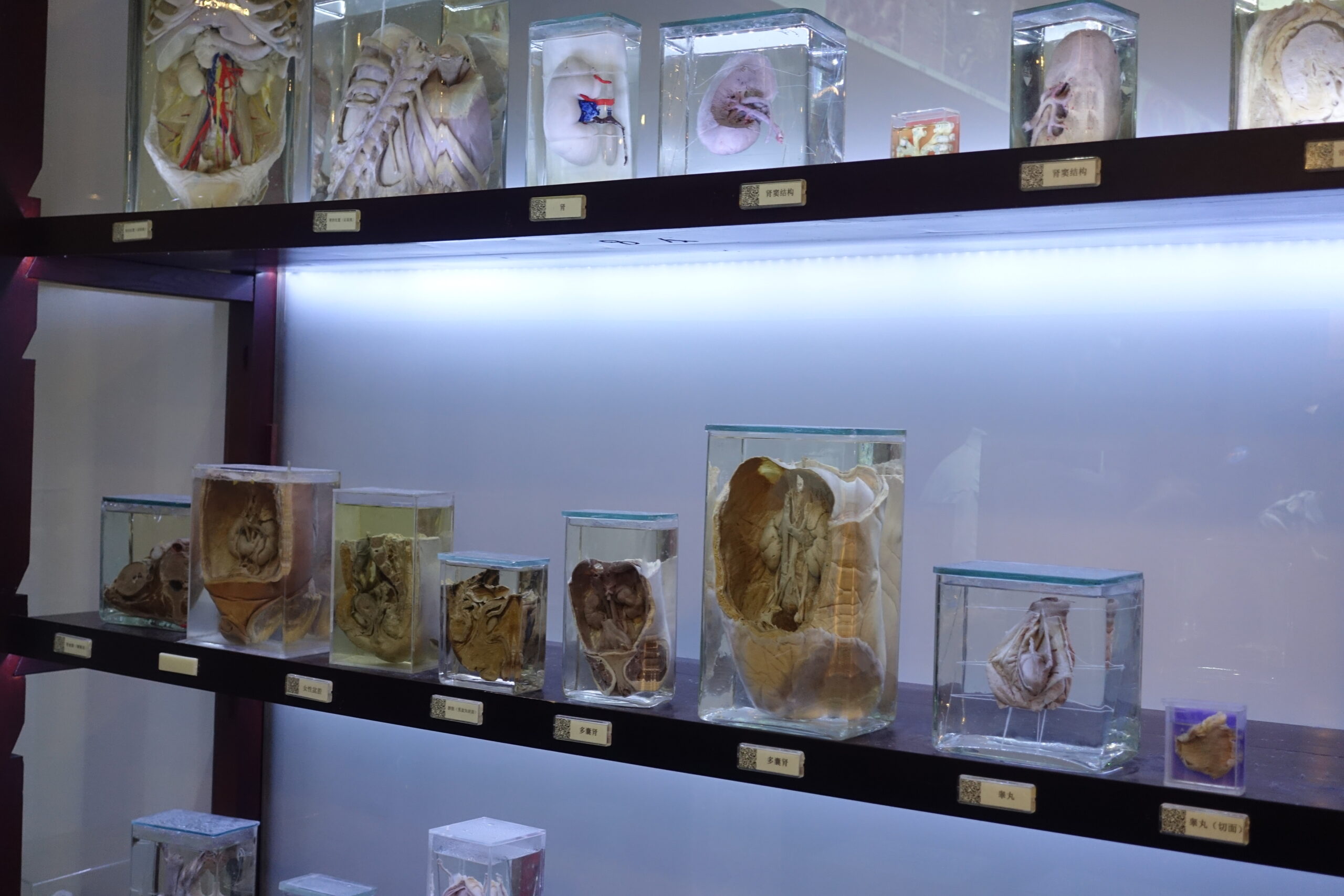 Shelves display preserved anatomical specimens in clear containers, including organs and cross-sections, arranged in a museum-like setting.