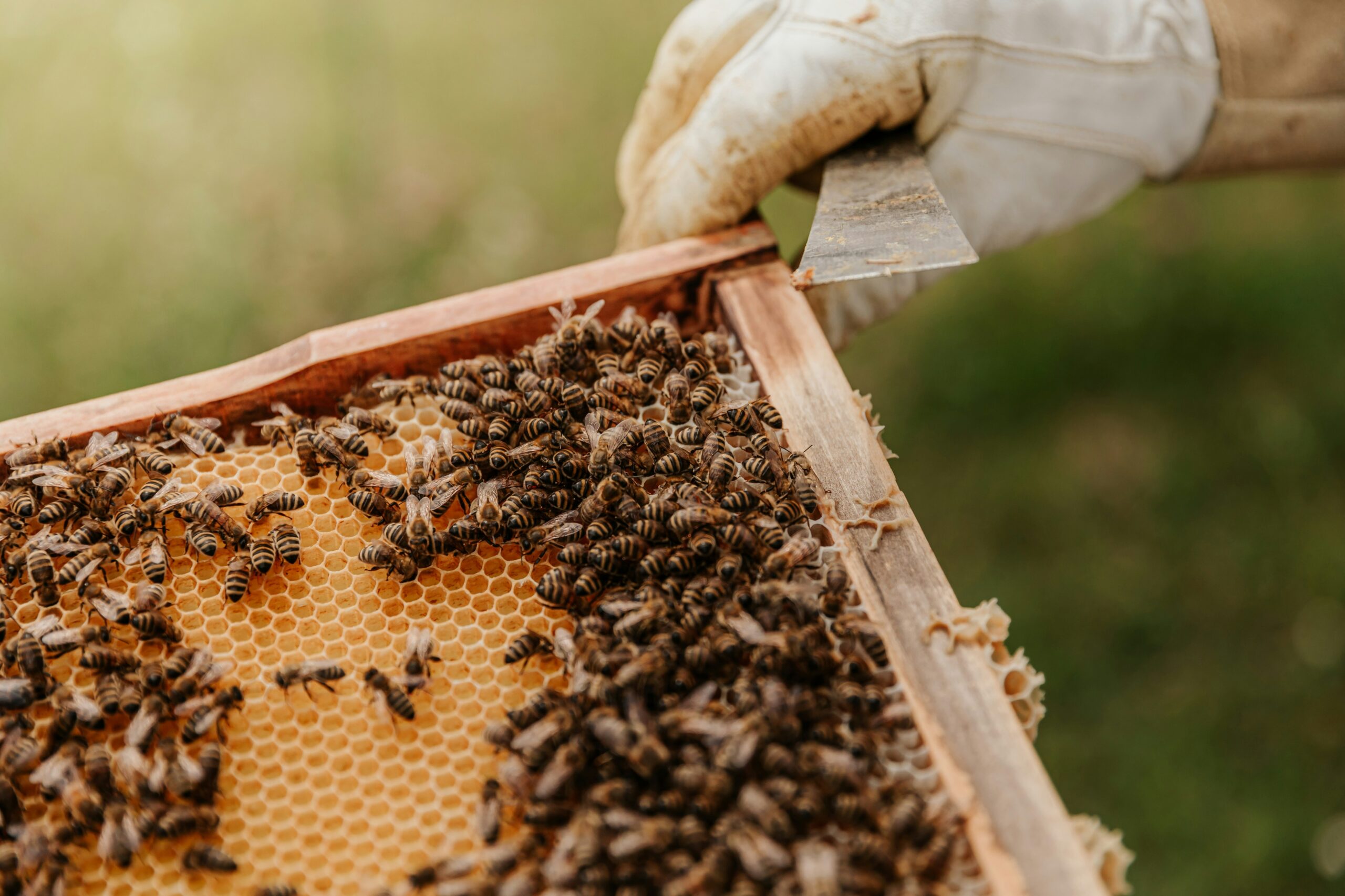 A person holding a beehive frame with numerous bees on it.