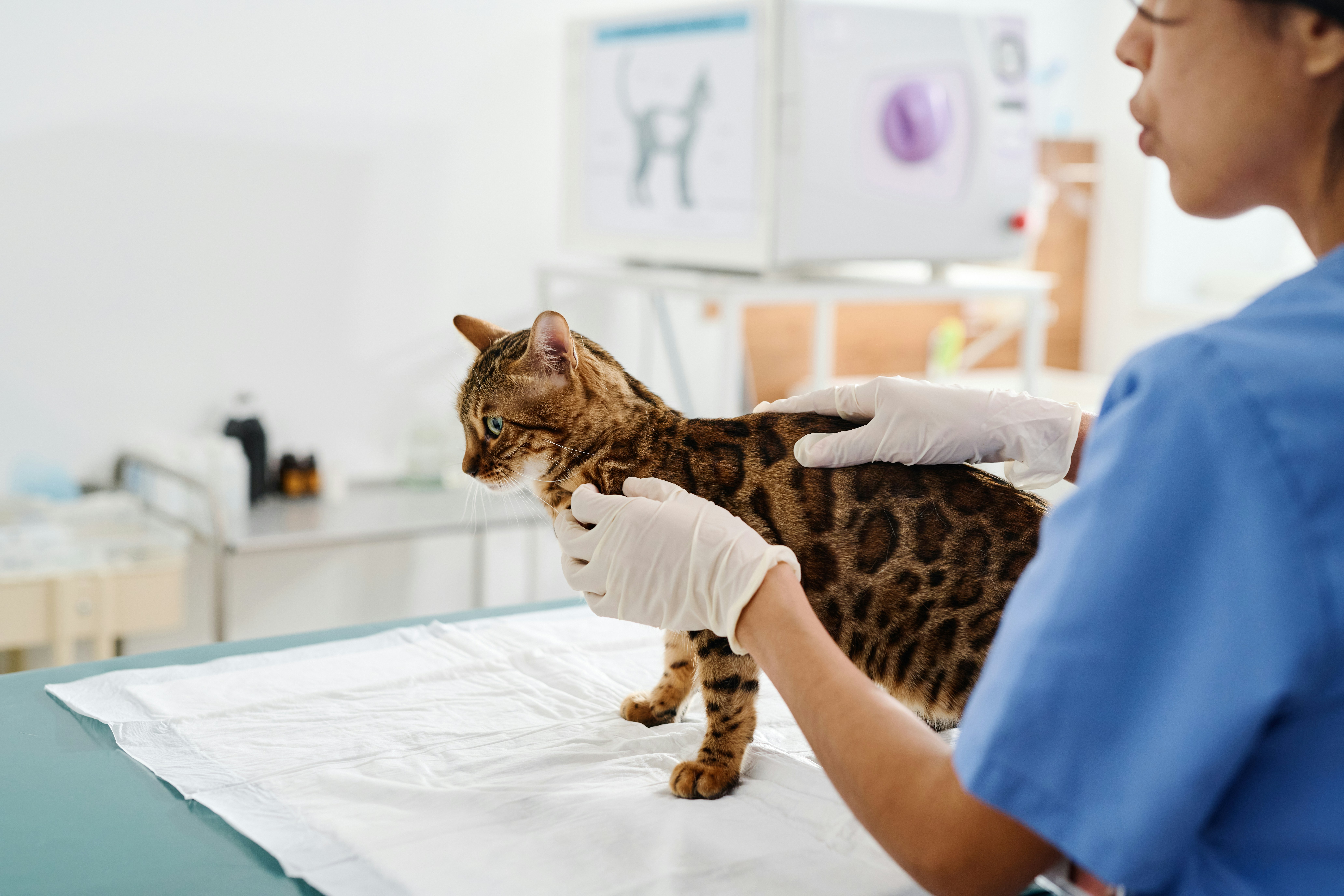 Veterinarian in blue scrubs and gloves examining a spotted cat on an exam table in a veterinary clinic