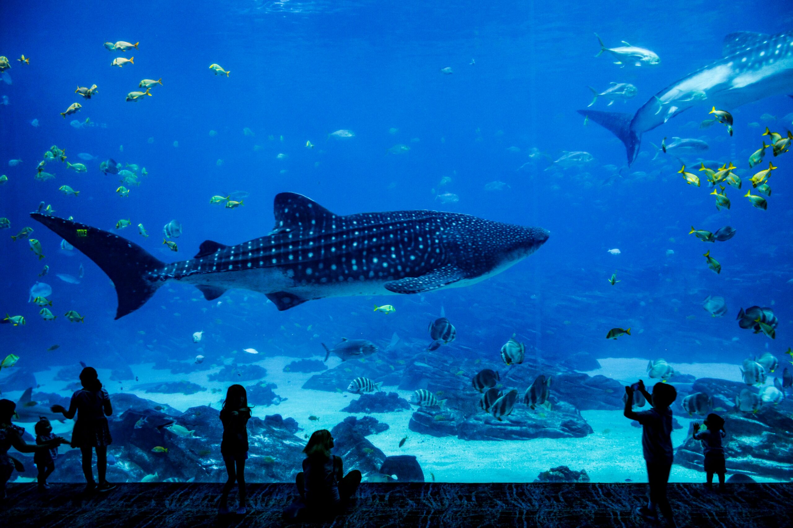 Large whale sharks and tropical fish swimming in a massive aquarium tank as silhouetted visitors watch from below