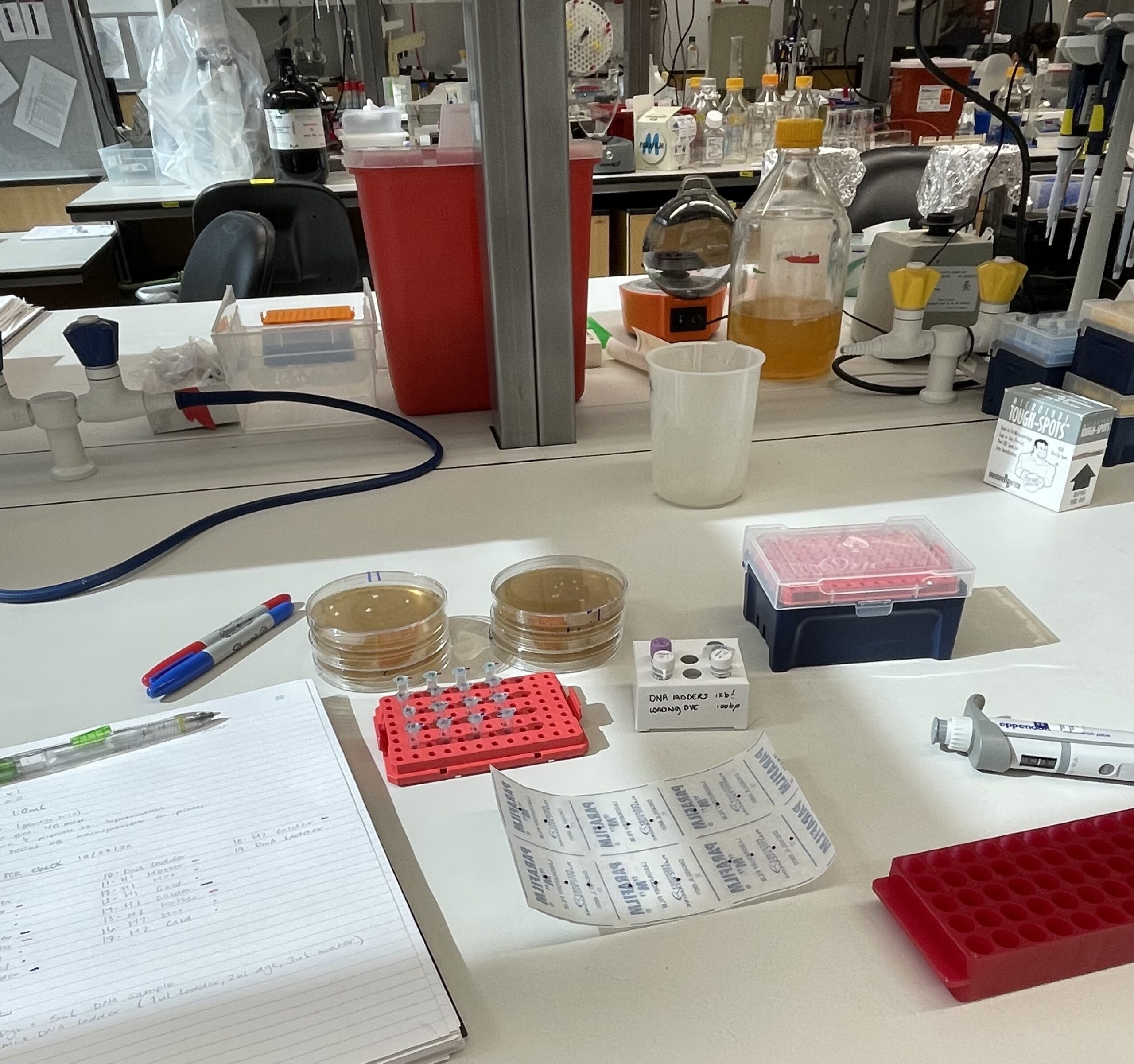 Laboratory workspace with petri dishes, pipettes, sample tubes, and research equipment arranged on a bench.