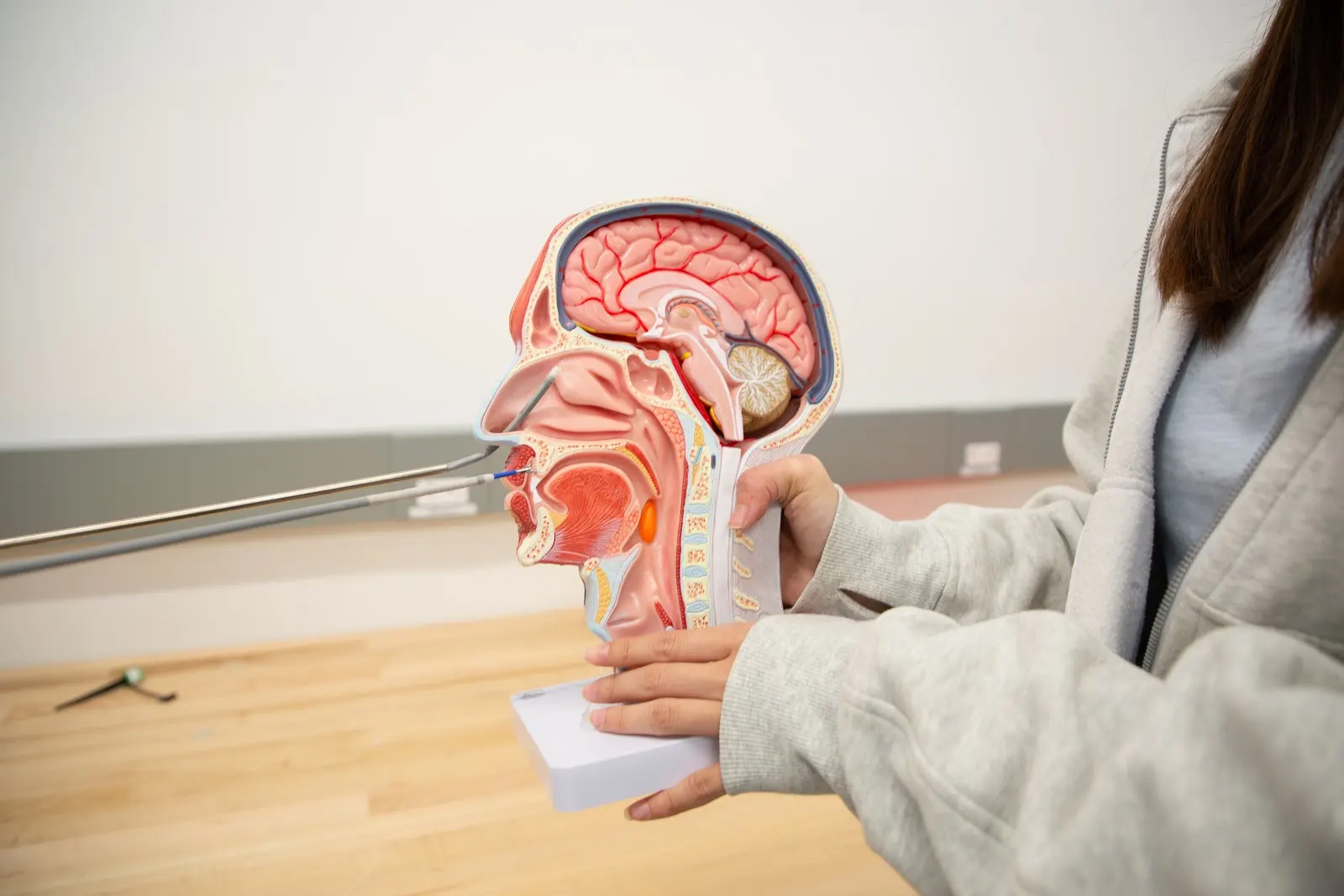A student holding a model of head and neck, halved to show the structures of the brain, tissues and bone